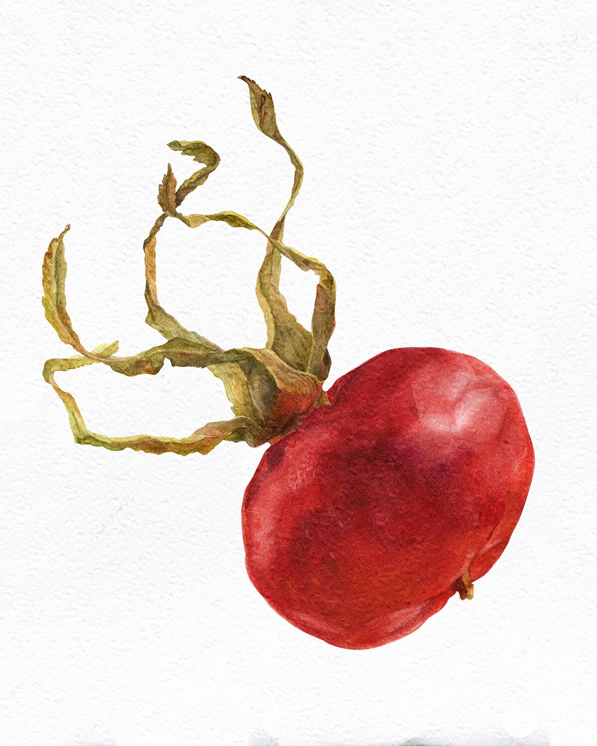 Artstation Wild Rose Hip Kseniia Meteleva Oh, painting the roses red and many a tear we shed because we know they'll cease to grow in fact, they'll soon be dead and yet we go ahead painting. artstation