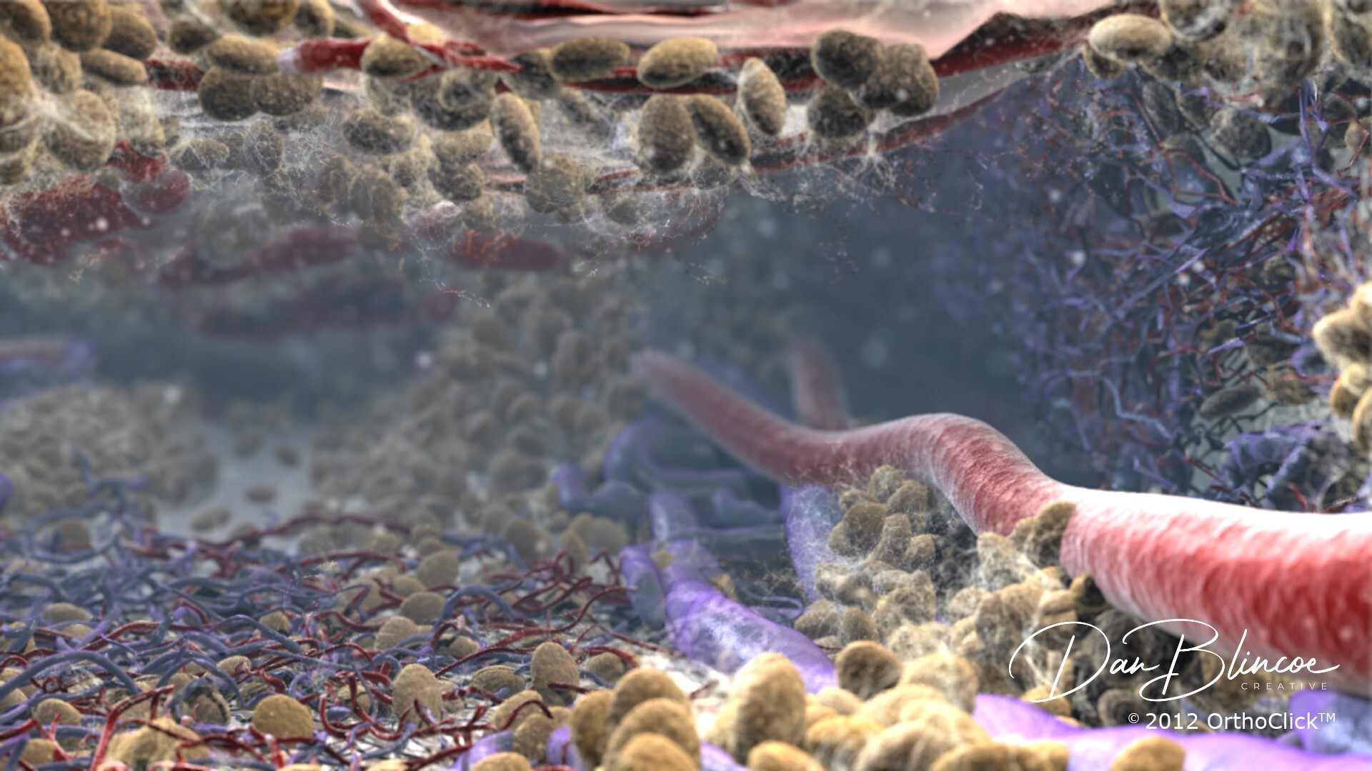 Epidural Space and Bone Marrow Visualizations