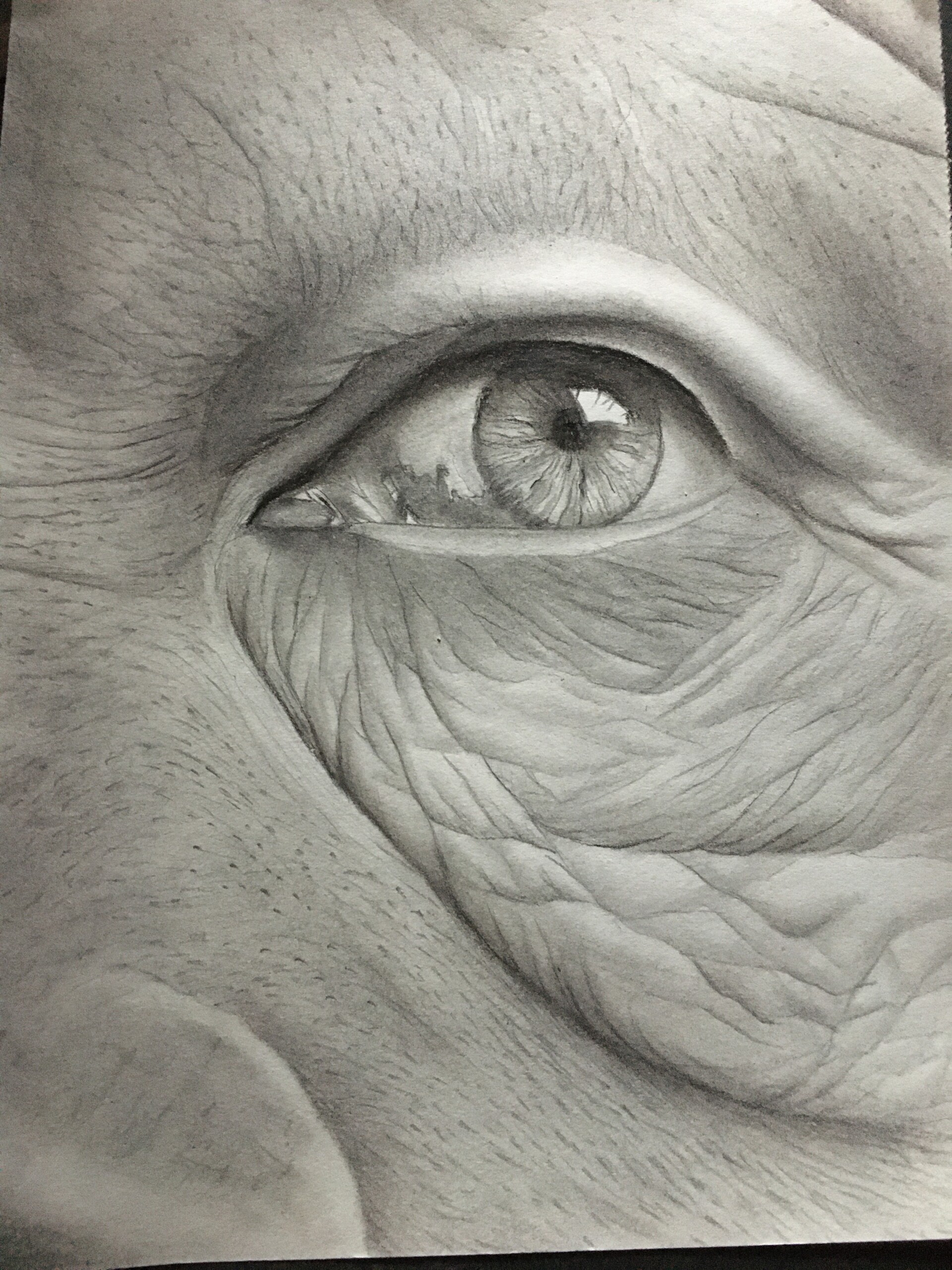 ArtStation - Old Eye Charcoal Graphite