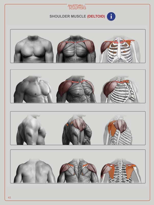 The shoulder muscle - Deltoid