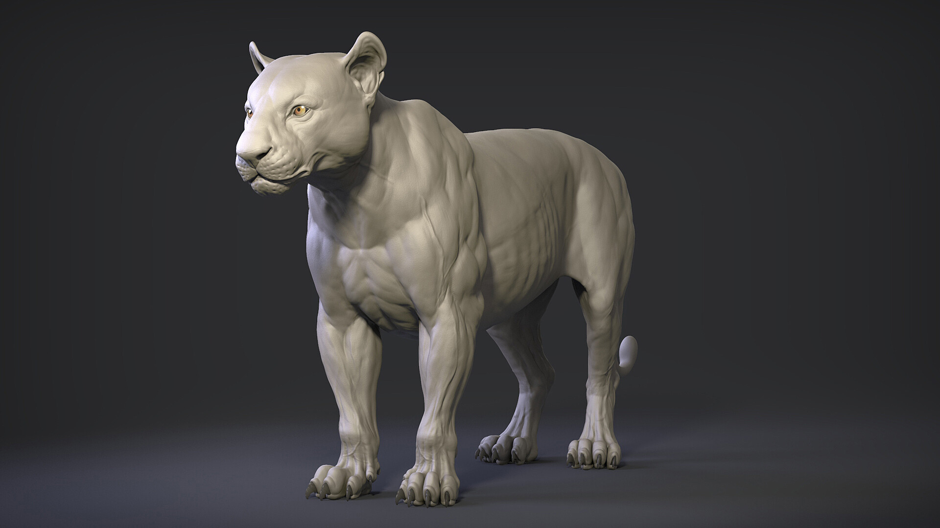 Female Tiger Anatomy