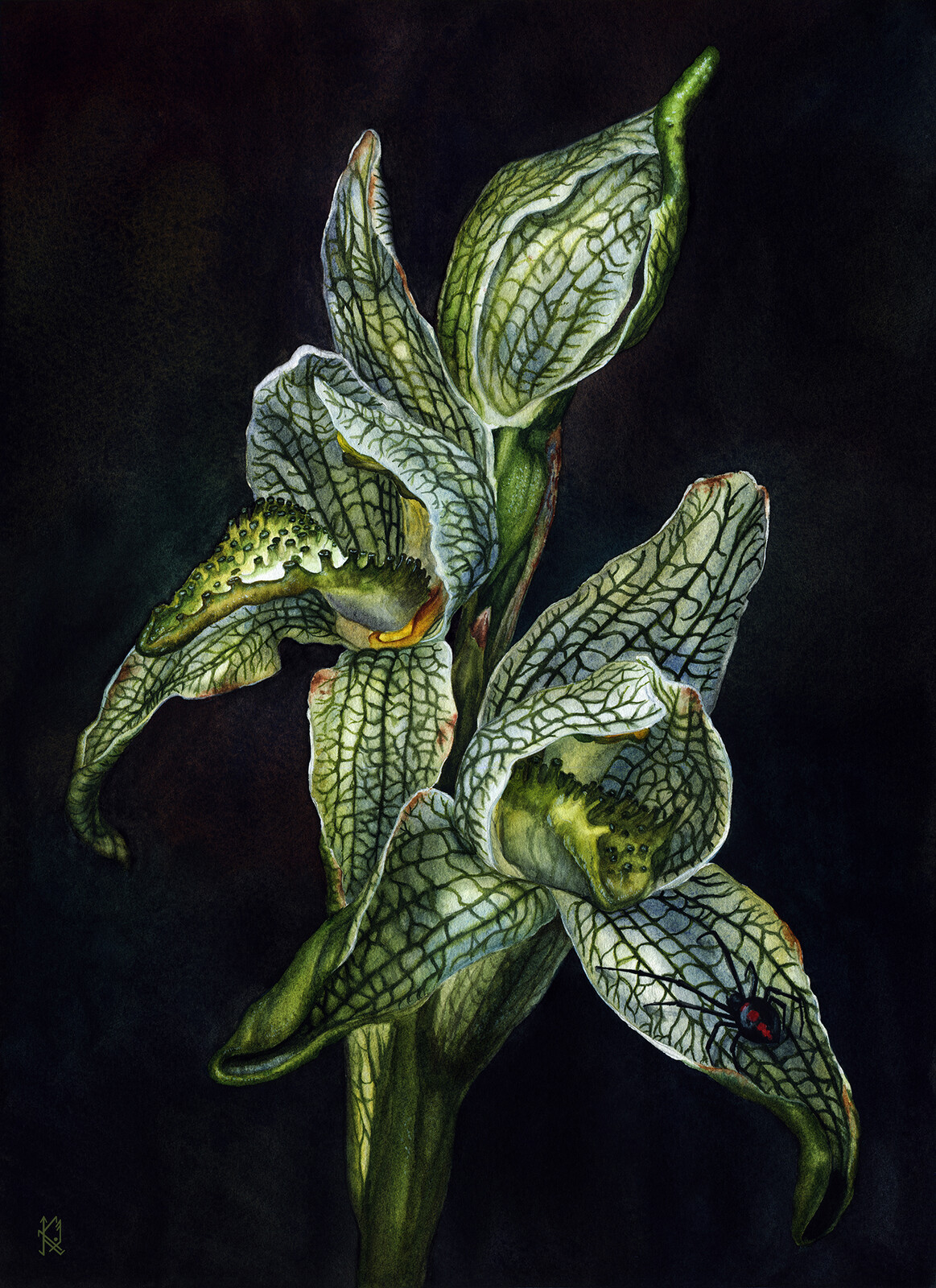 Botanical illustration in watercolor.