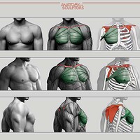 Artstation Form Of The Head And Neck By Anatomy For Sculptors November Update Anatomy For Sculptors