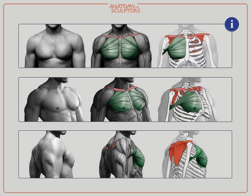 Anatomy For Sculptors - The great chest muscle - pectoralis major
