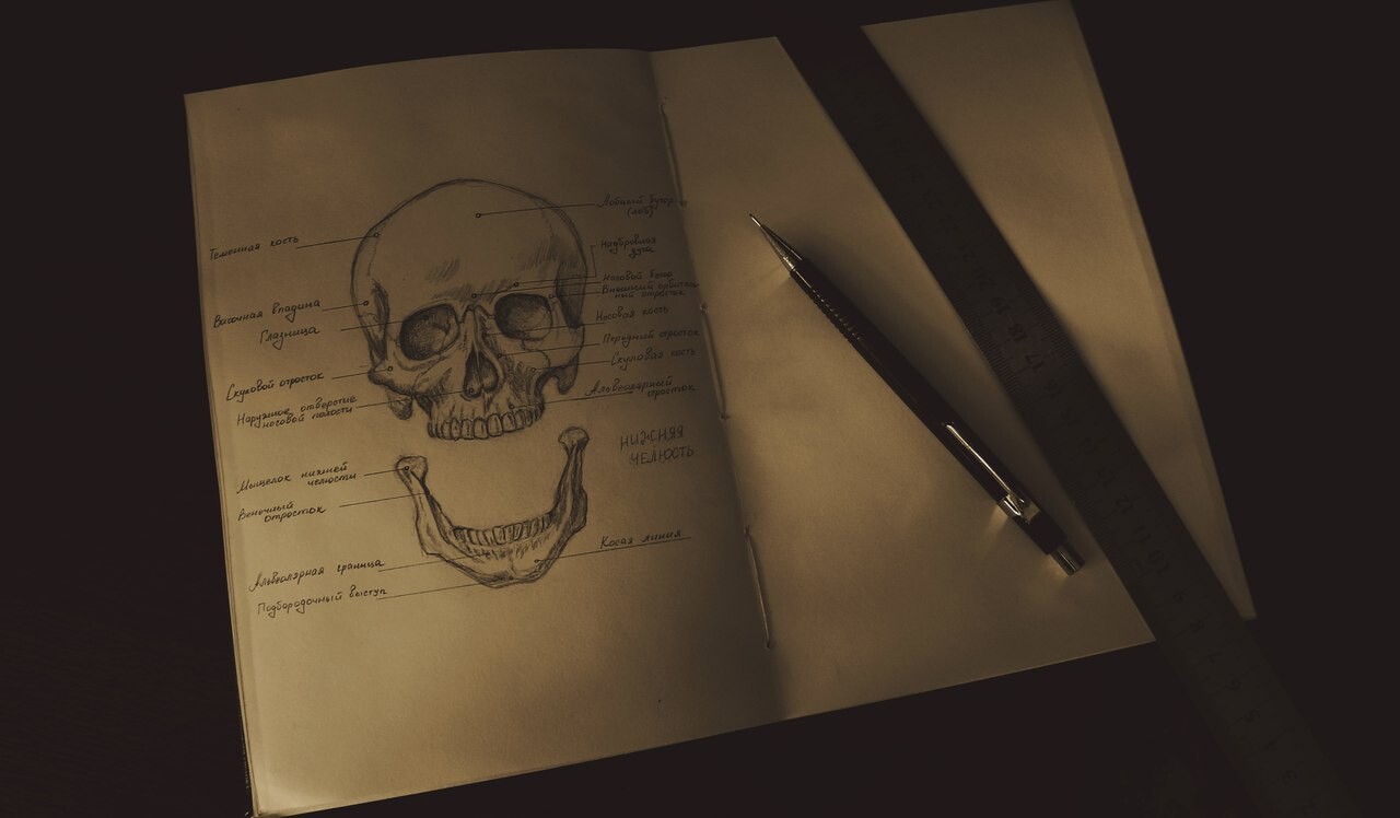 barrington barber anatomy for artists