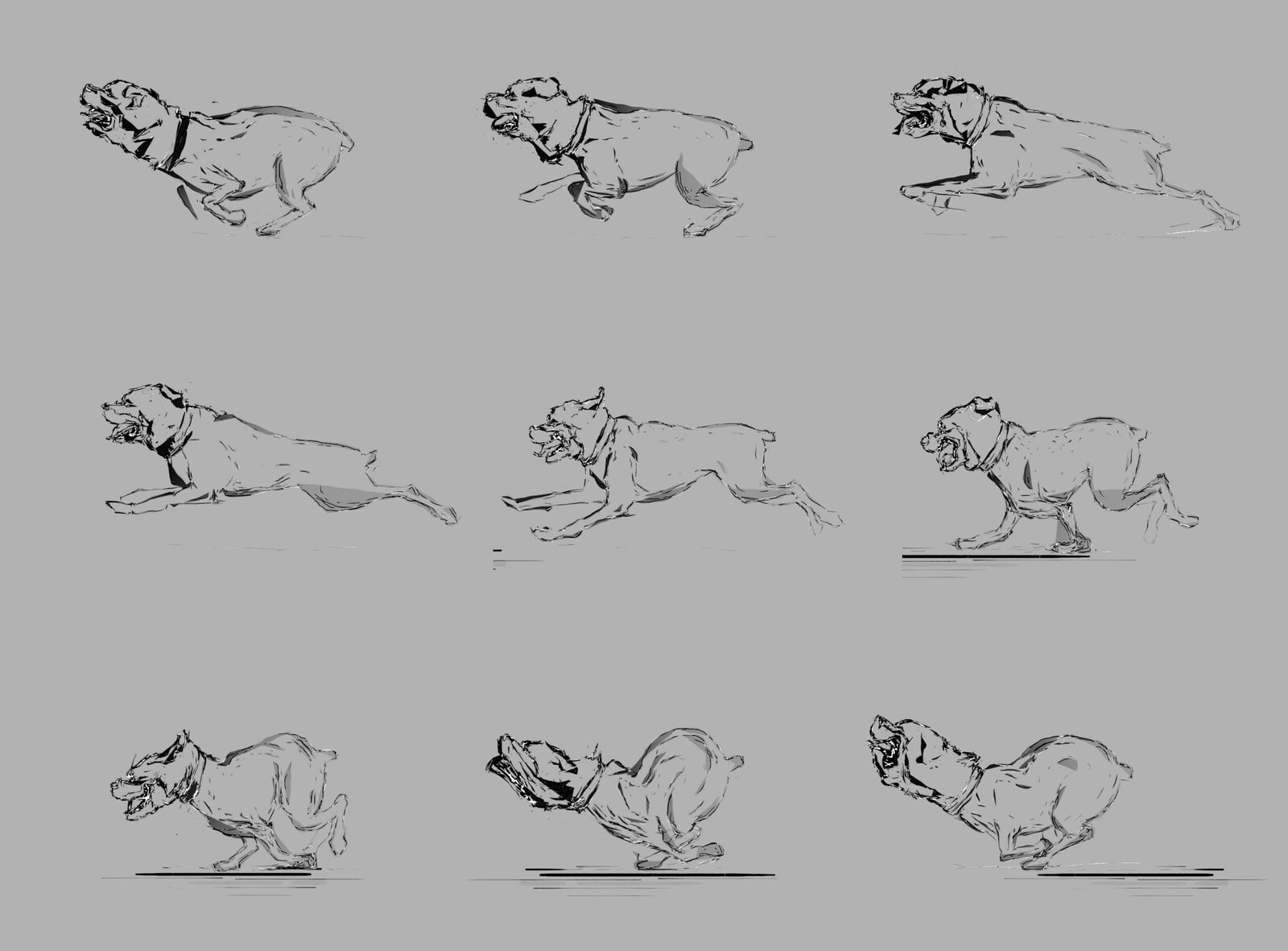Animation of Rottweiler running cycle 