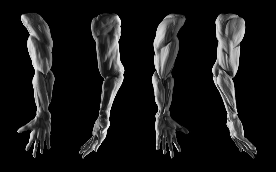 ArtStation - Anatomy studies