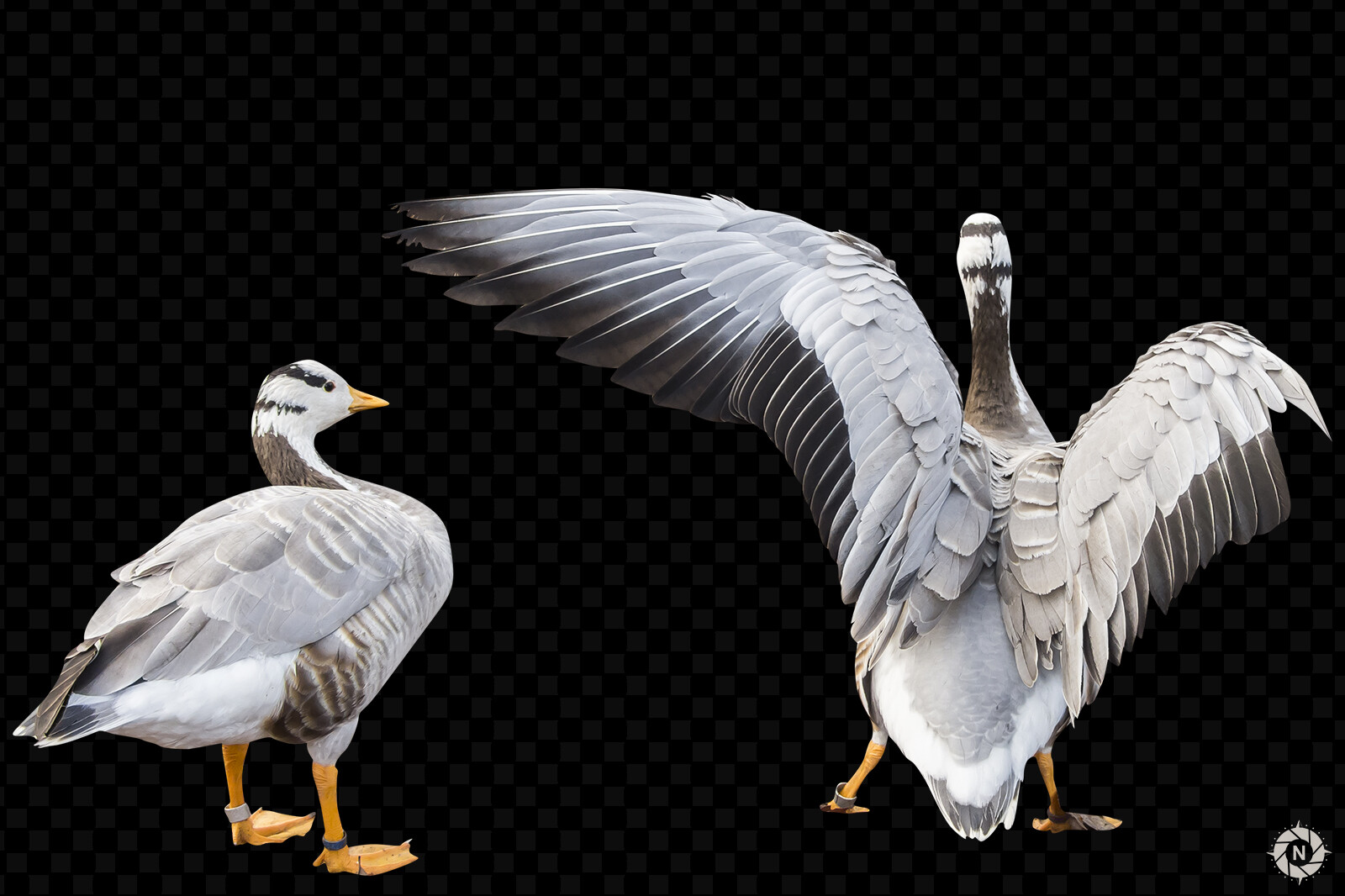 From the PNG Photo Pack: Birds

https://www.artstation.com/a/165854