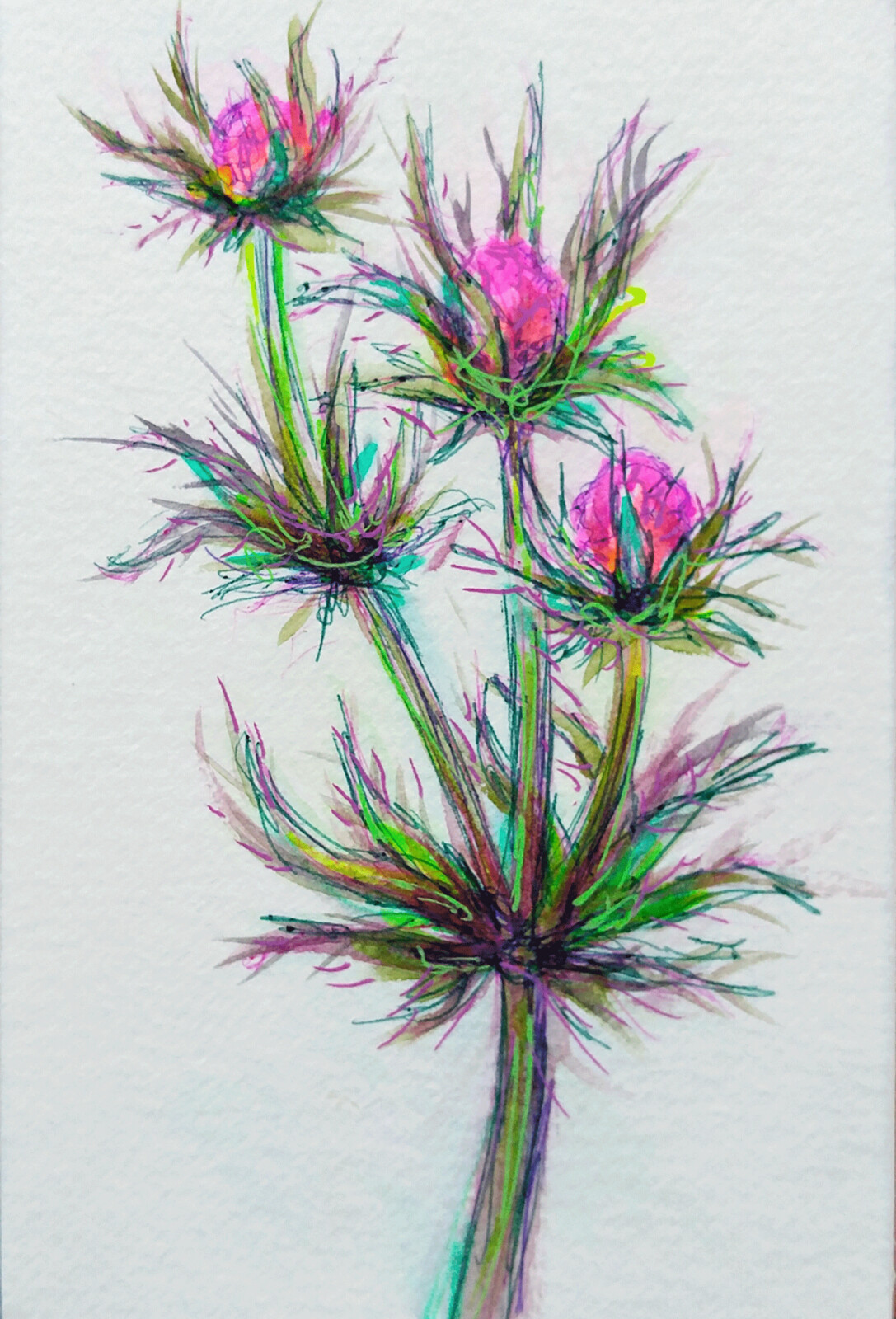 Thistle Study
