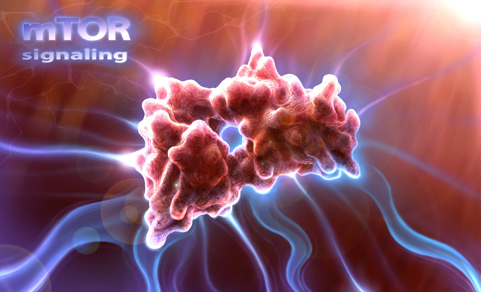 mTor Signaling: cancer pathway