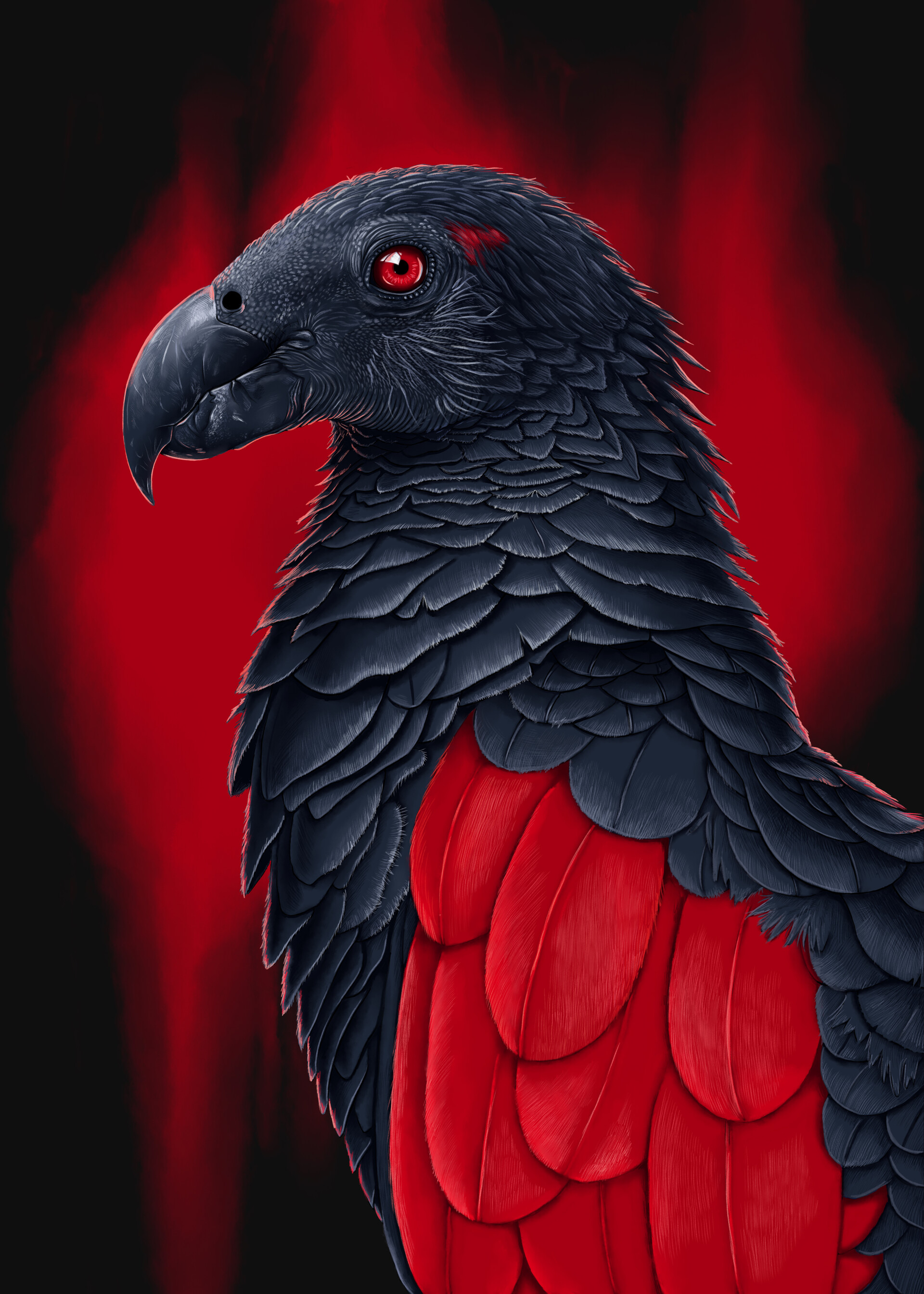 Dracula parrot outlet