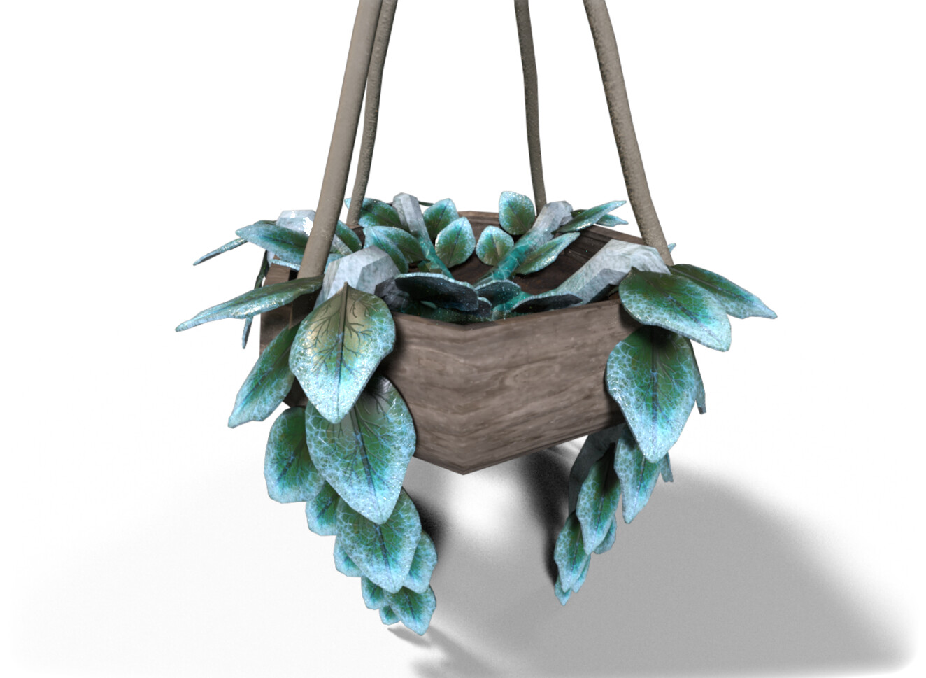Medium shot, hanging plant 1