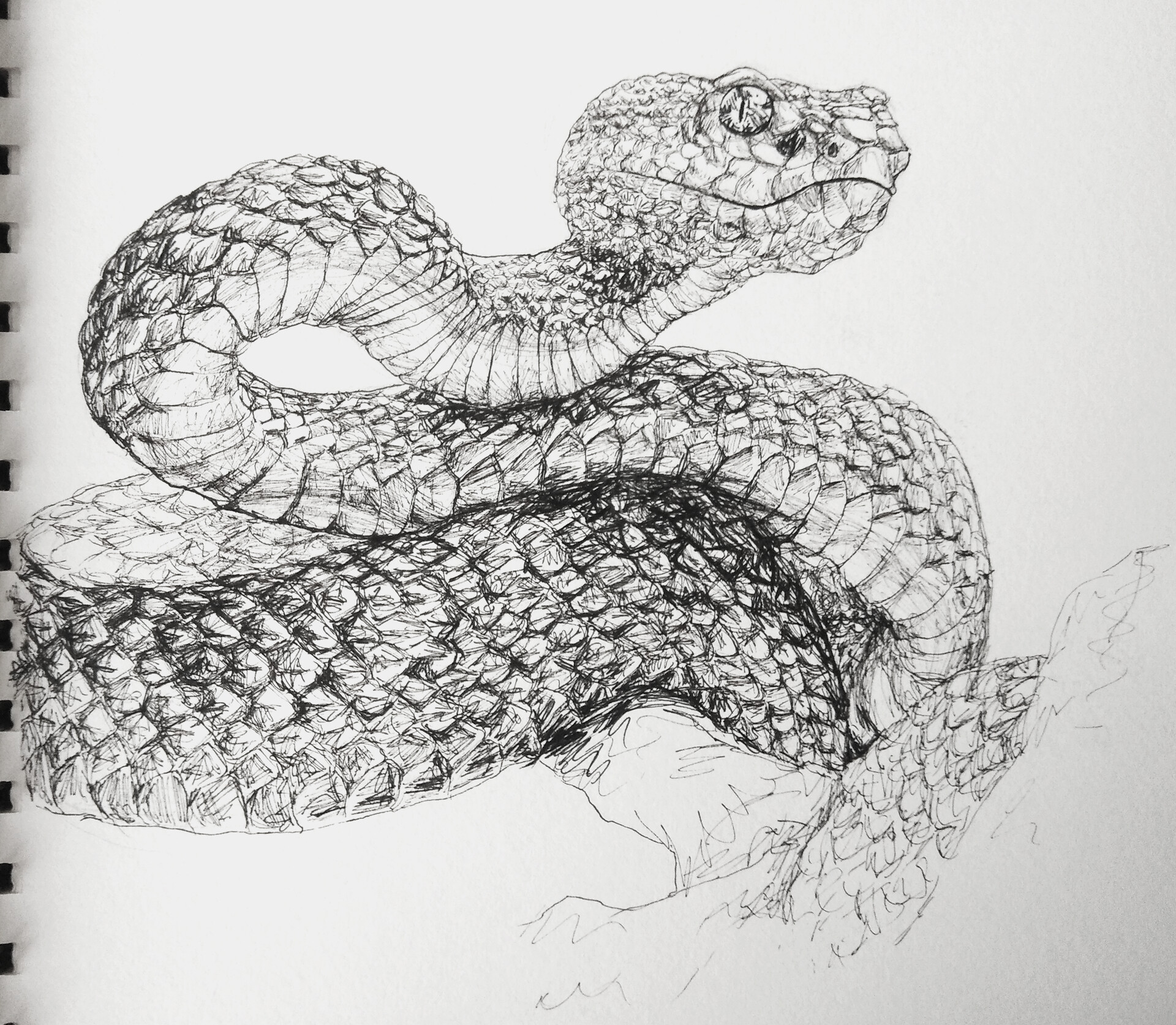 ArtStation - Snake Drawing