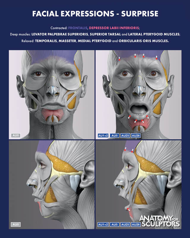 Surprise anatomy