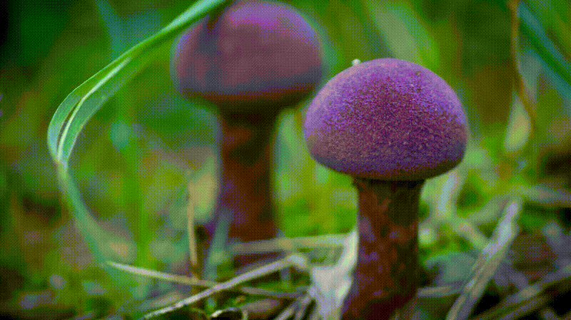 Parallax gif: mushrooms
