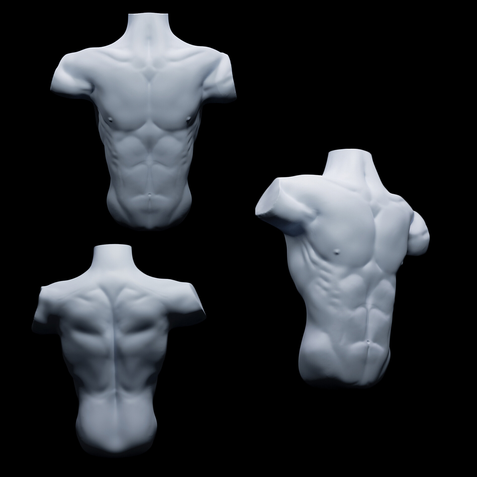 Male Torso Anatomy