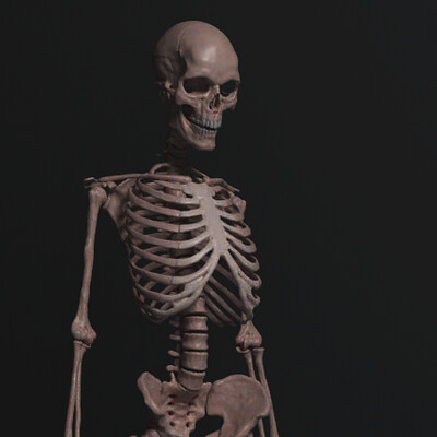 Robin brockotter 1k female skeleton 05