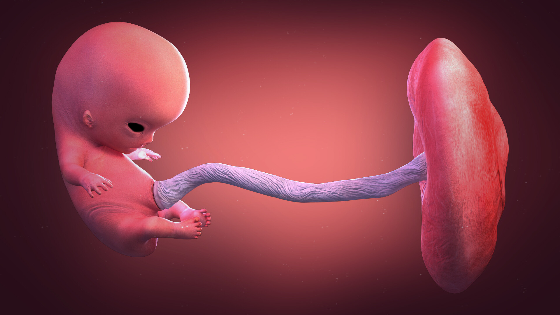 ArtStation - Fetal development animation (morphing work)
