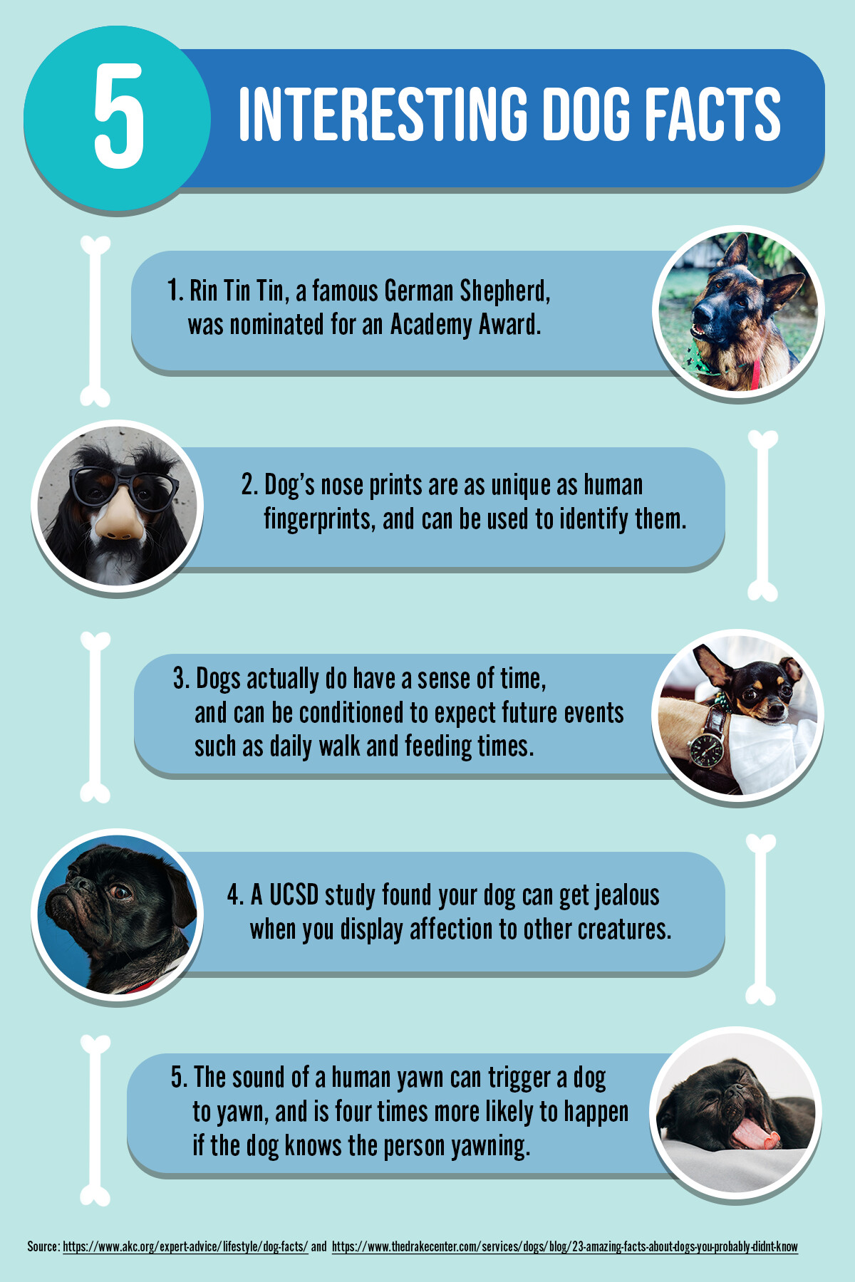 Artstation - Dog Facts Infographic