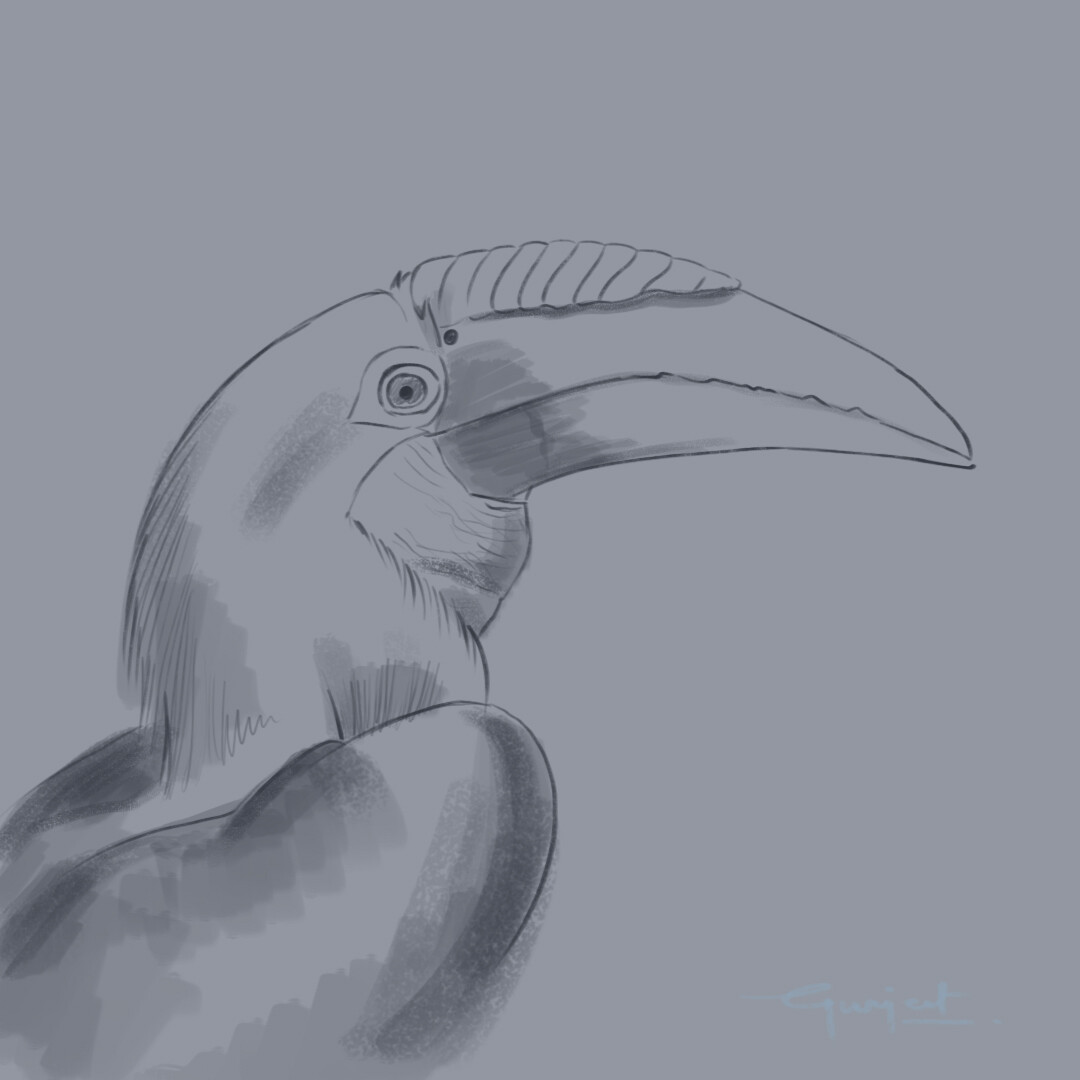 Drawing of great hornbill bird Royalty Free Vector Image