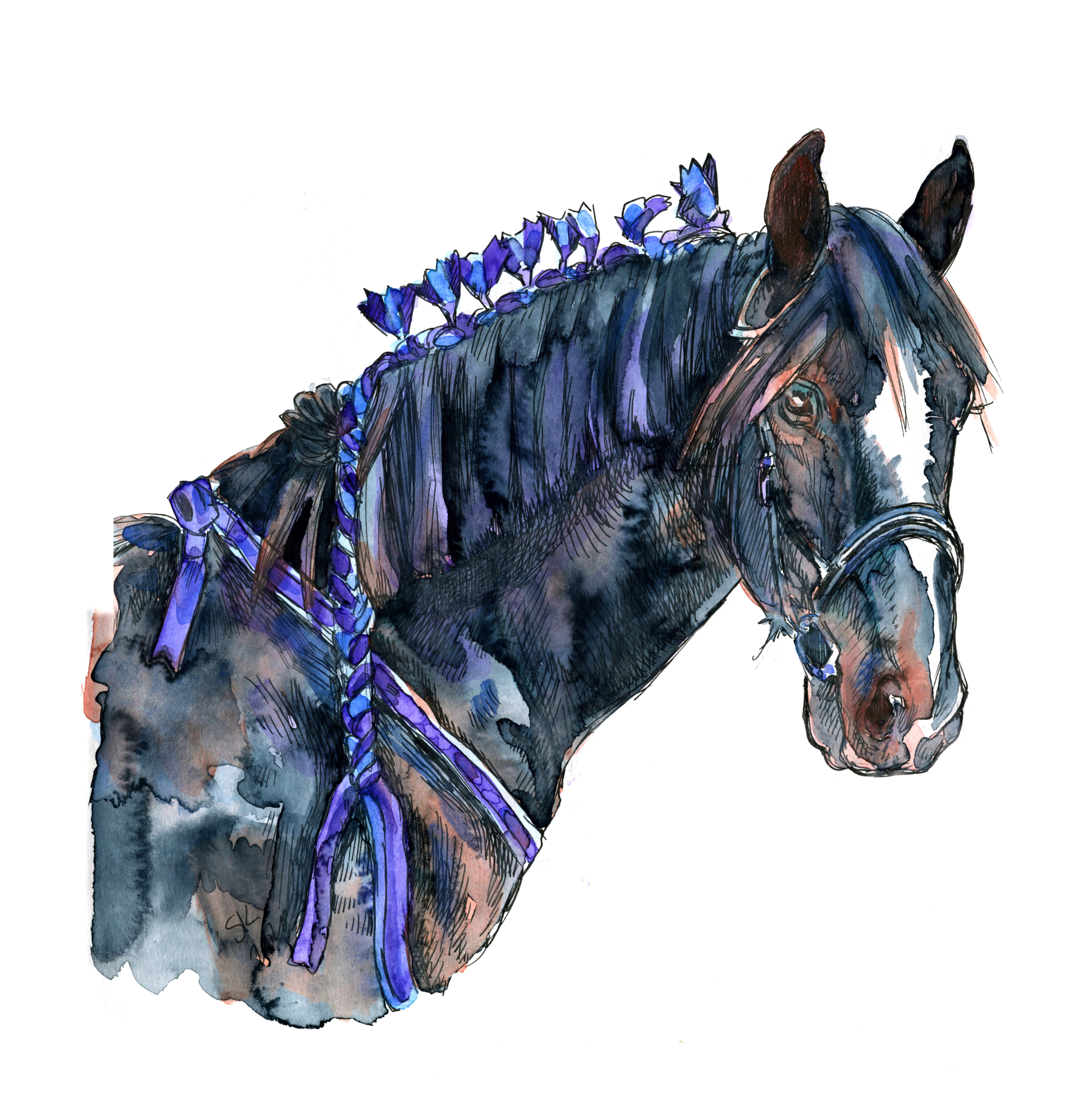 A Shire stallion in blue and purple.