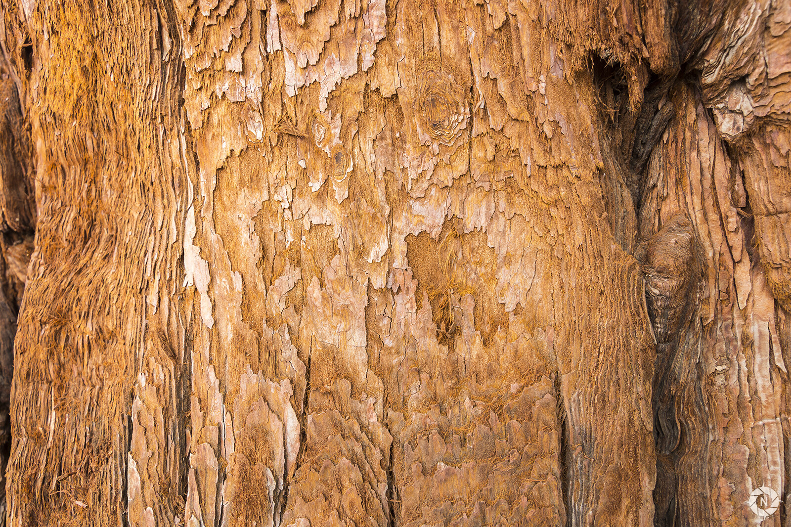 From the Texture Photo Pack: Tree Barks Volume 4

https://www.artstation.com/a/165844