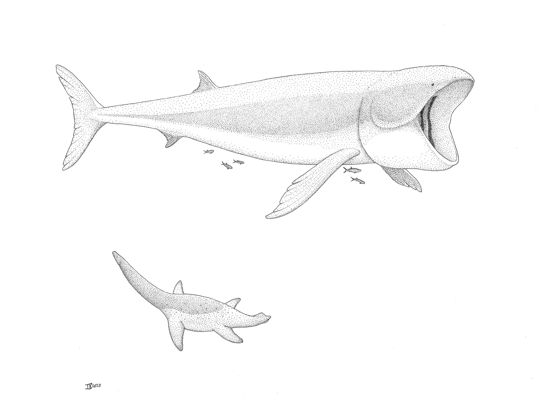 Ivan Kay Leedsichthys