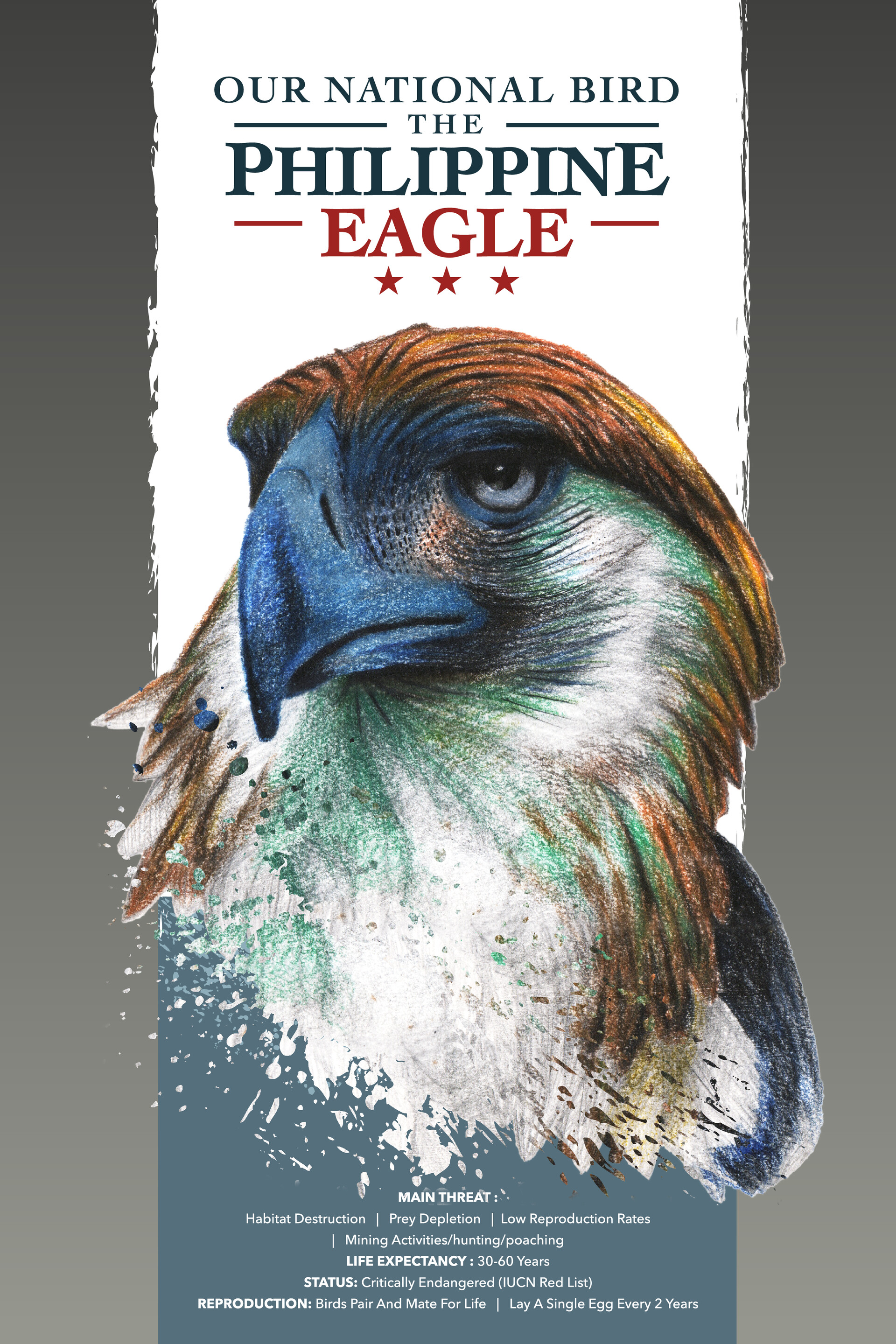 Dan Viloria Philippine eagle Poster available for purchase Dan Viloria Philippine eagle Poster available for purchase