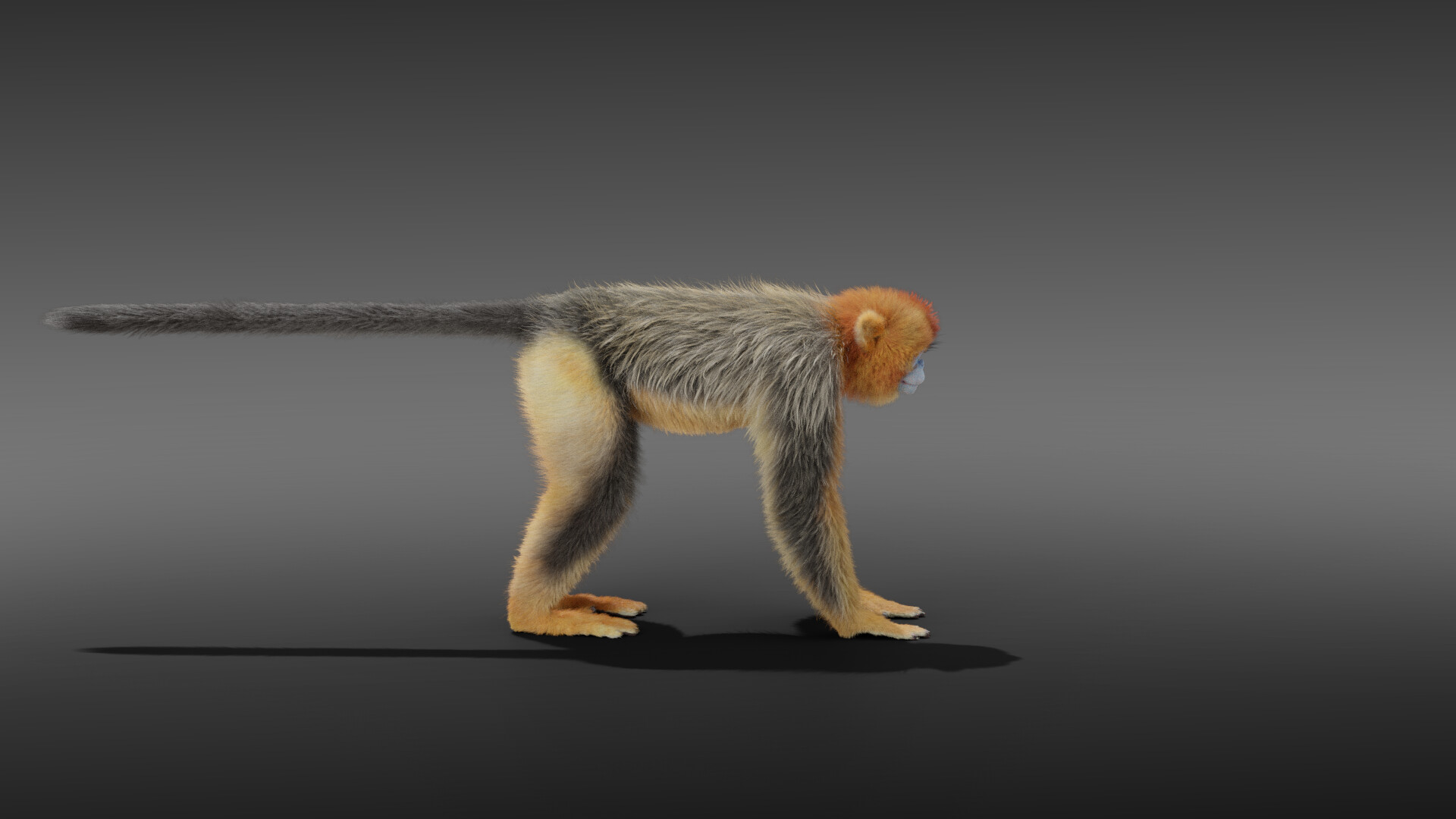 VFX models - Rhinopithecus Roxellana