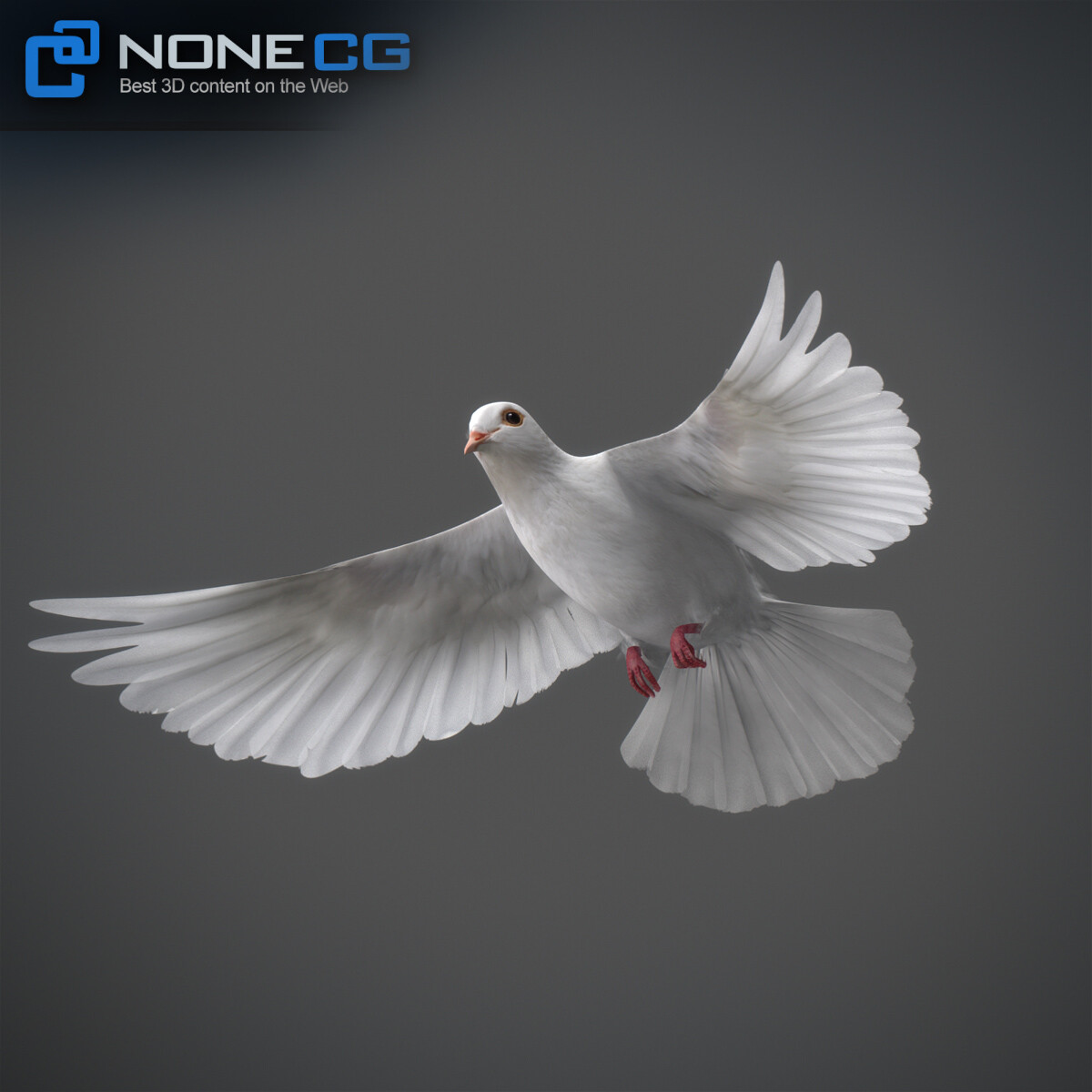 3D White Dove