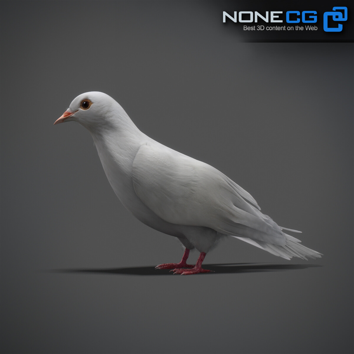 3D White Dove