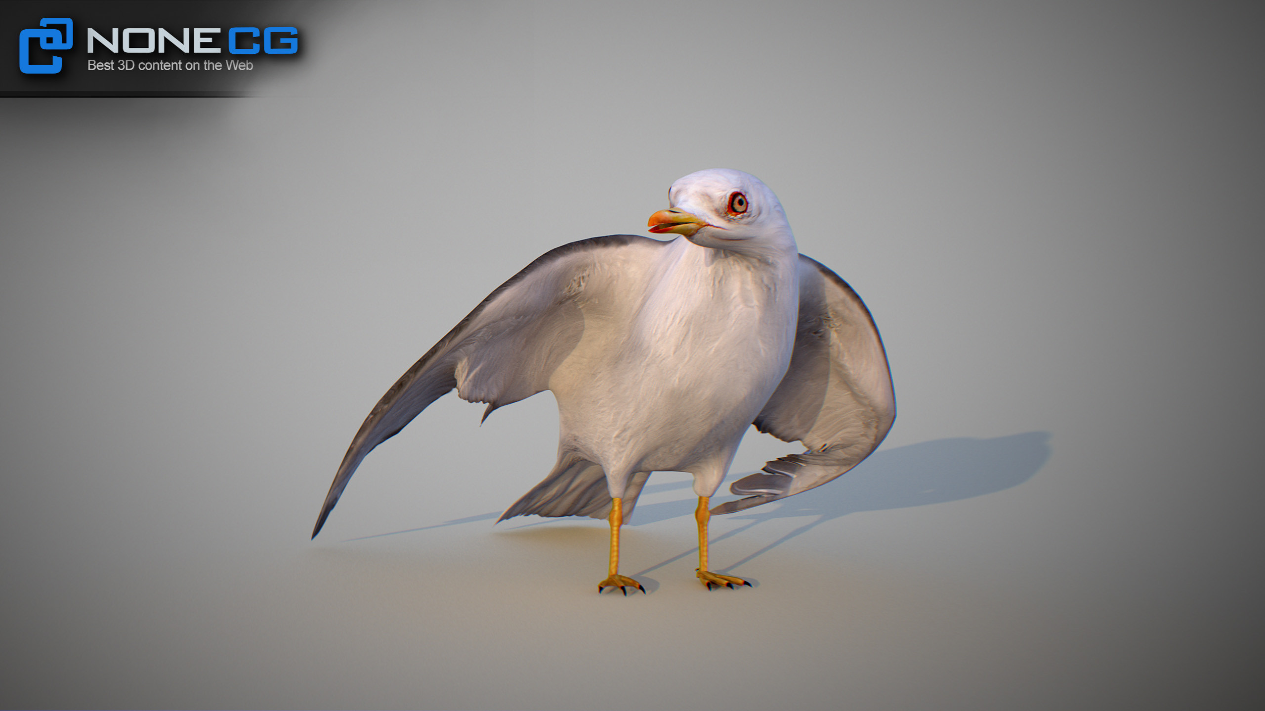 E:\[CAT]_Birds\Seagull Animated