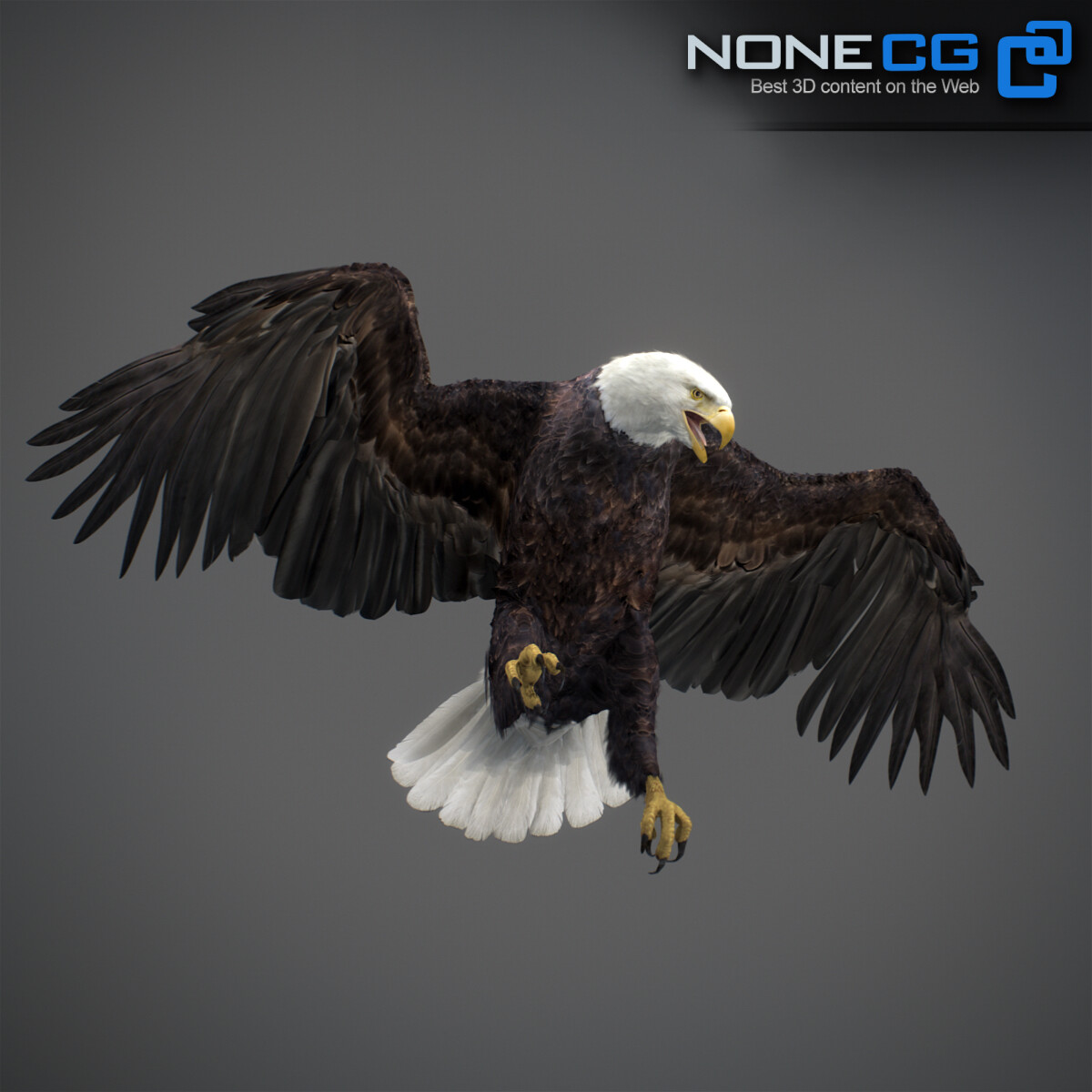 3D Bald Eagle Animated