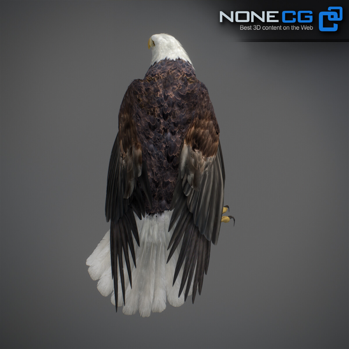 3D Bald Eagle Animated