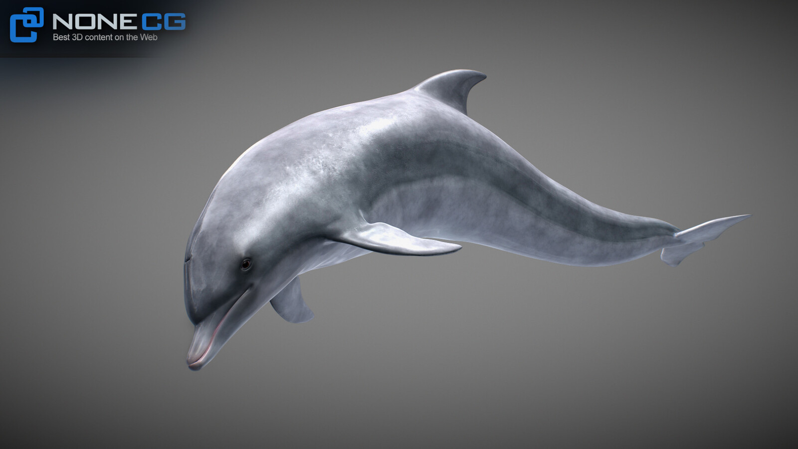 Animated Bottlenose Dolphin