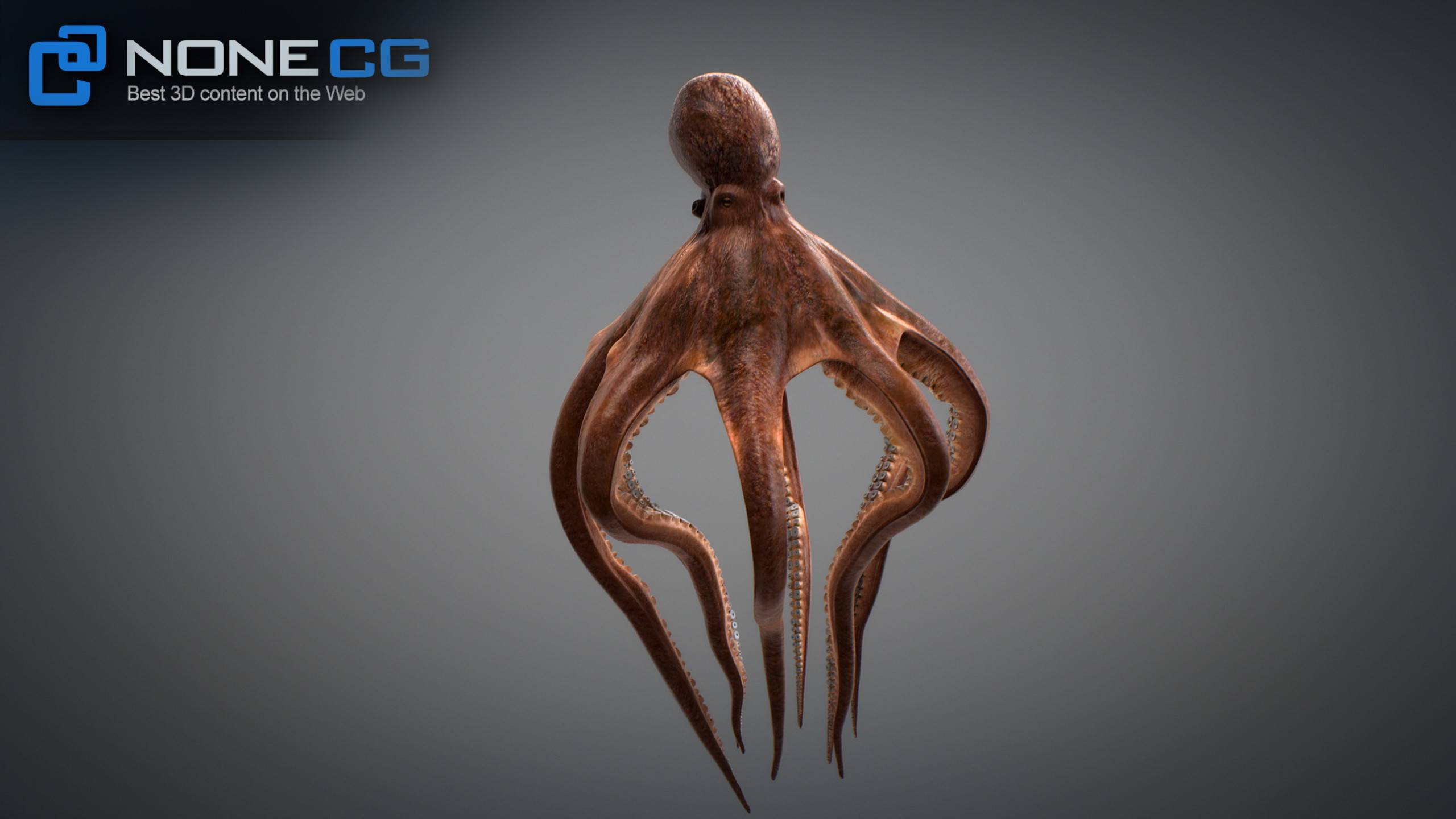 3D Octopus Animated