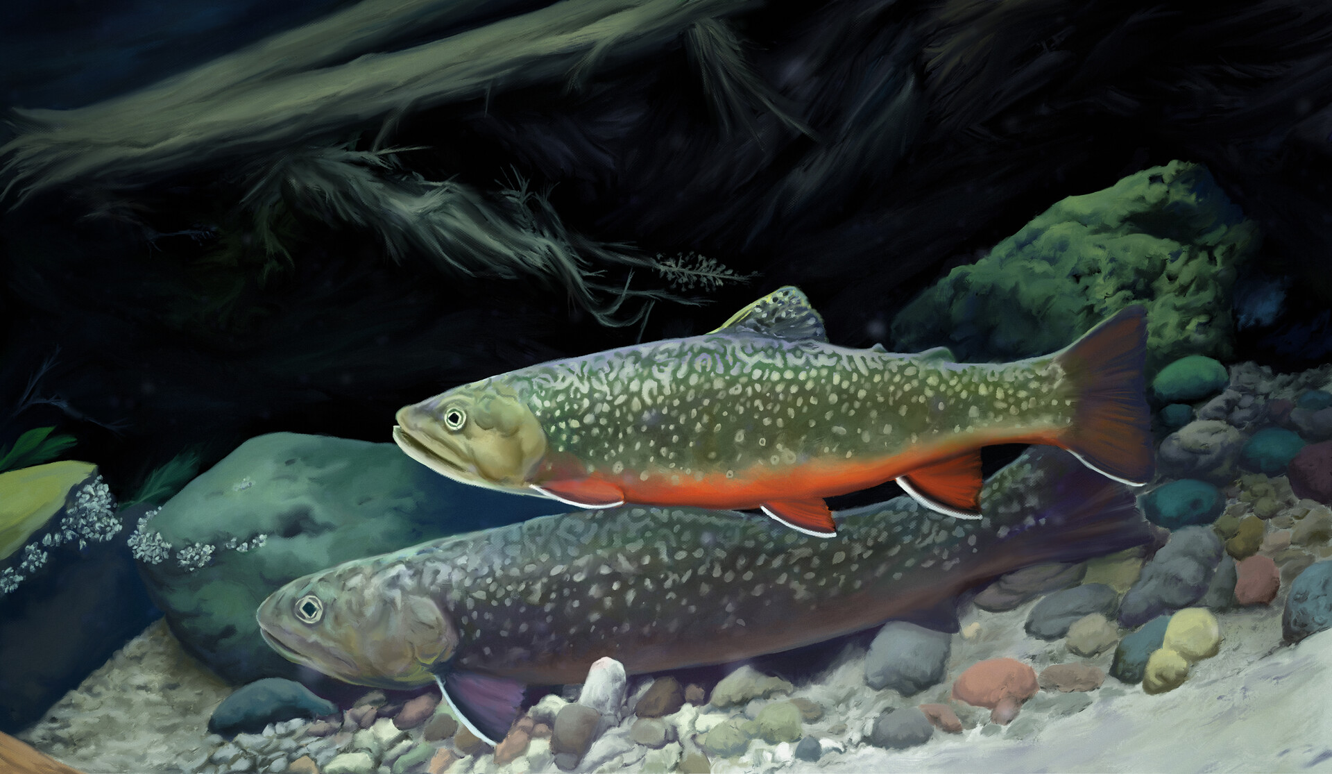 speckled trout wallpaper