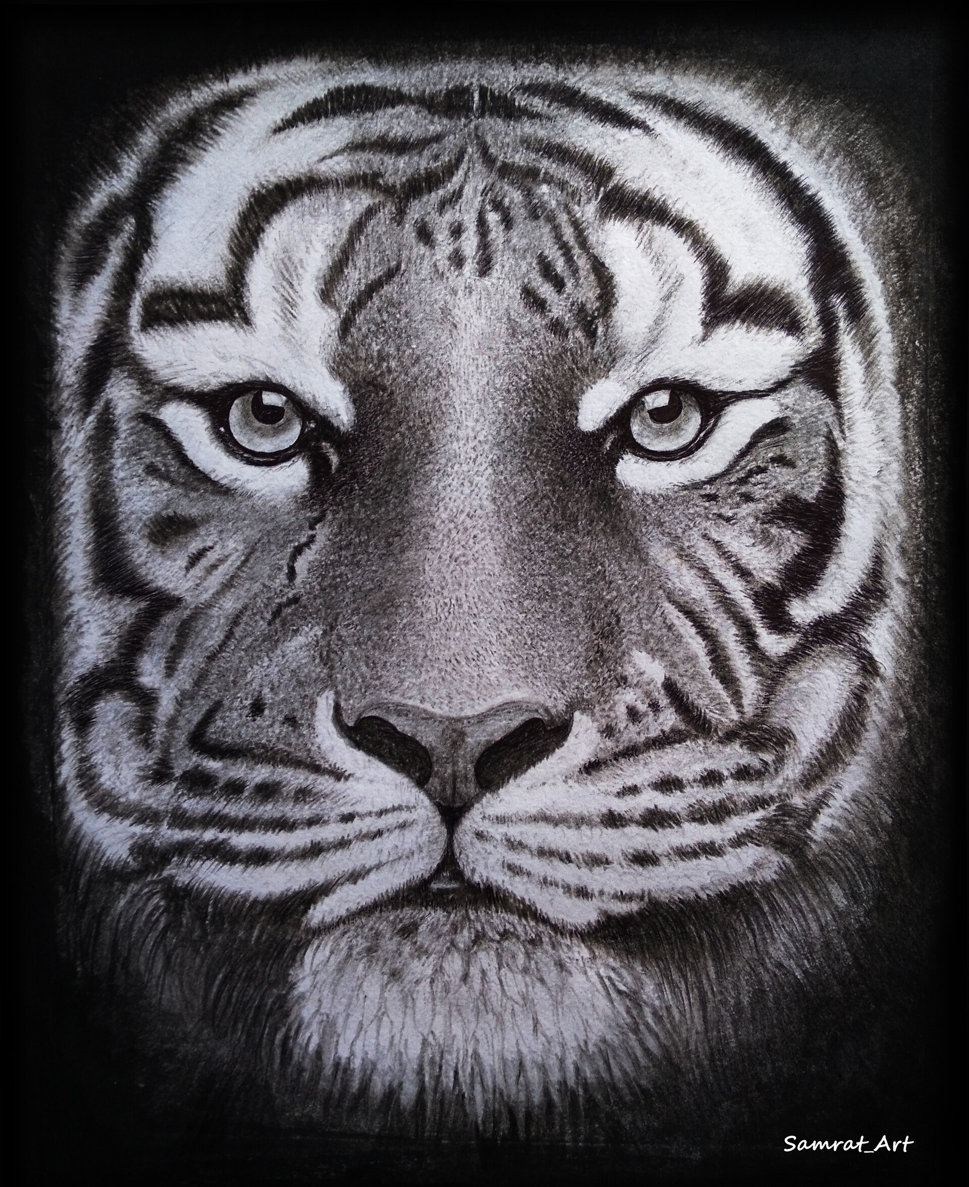 Sachin Art World  The Angry Tiger pencil sketch  Facebook