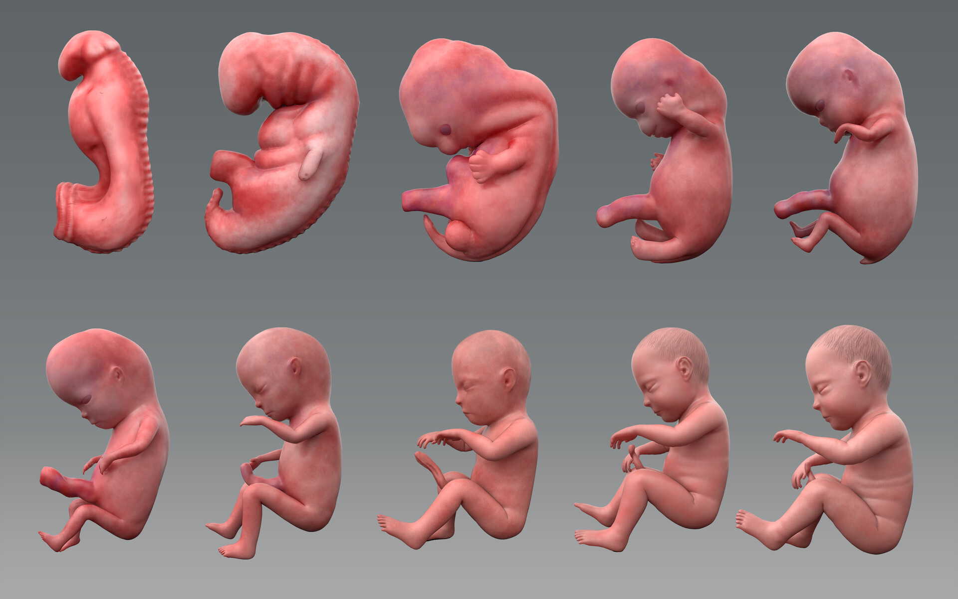 Artstation Human Fetus Development Stages Manish Kumar