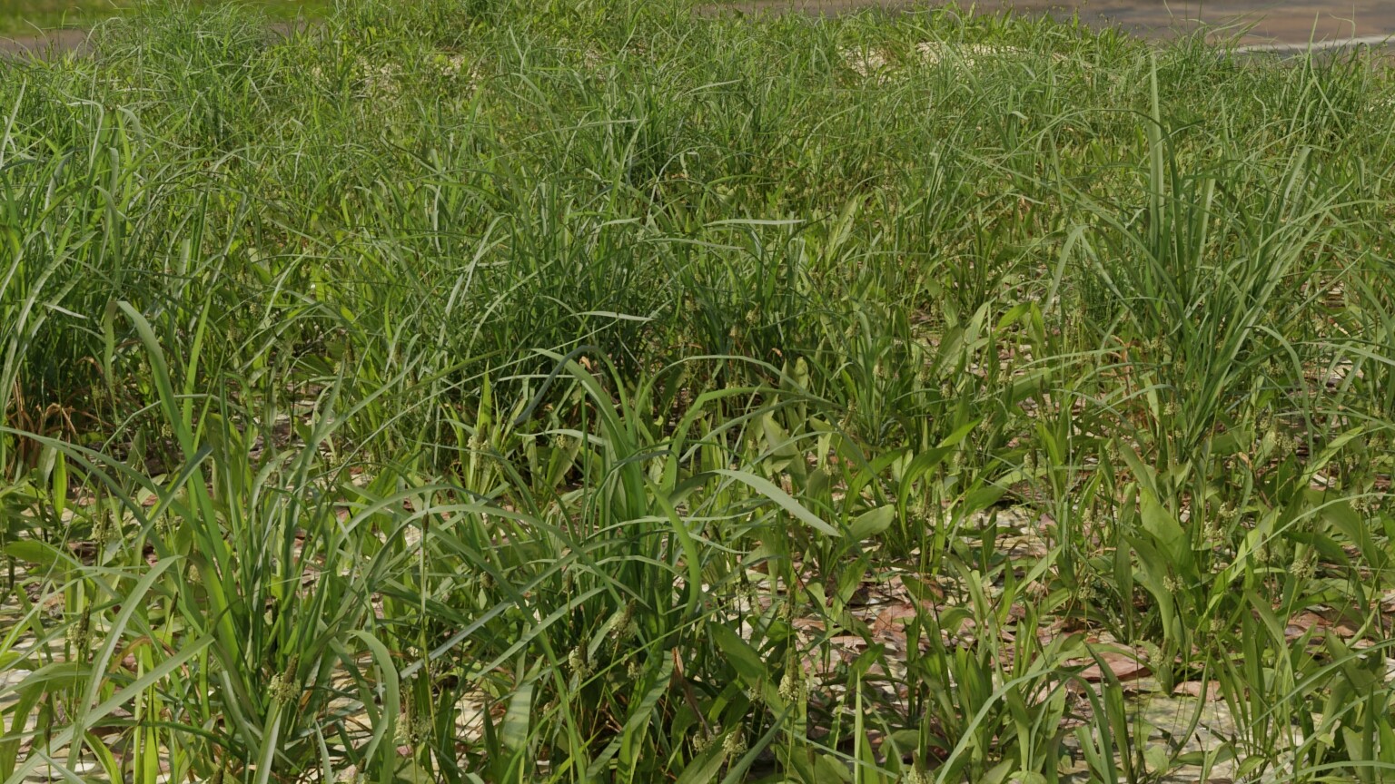 Grass