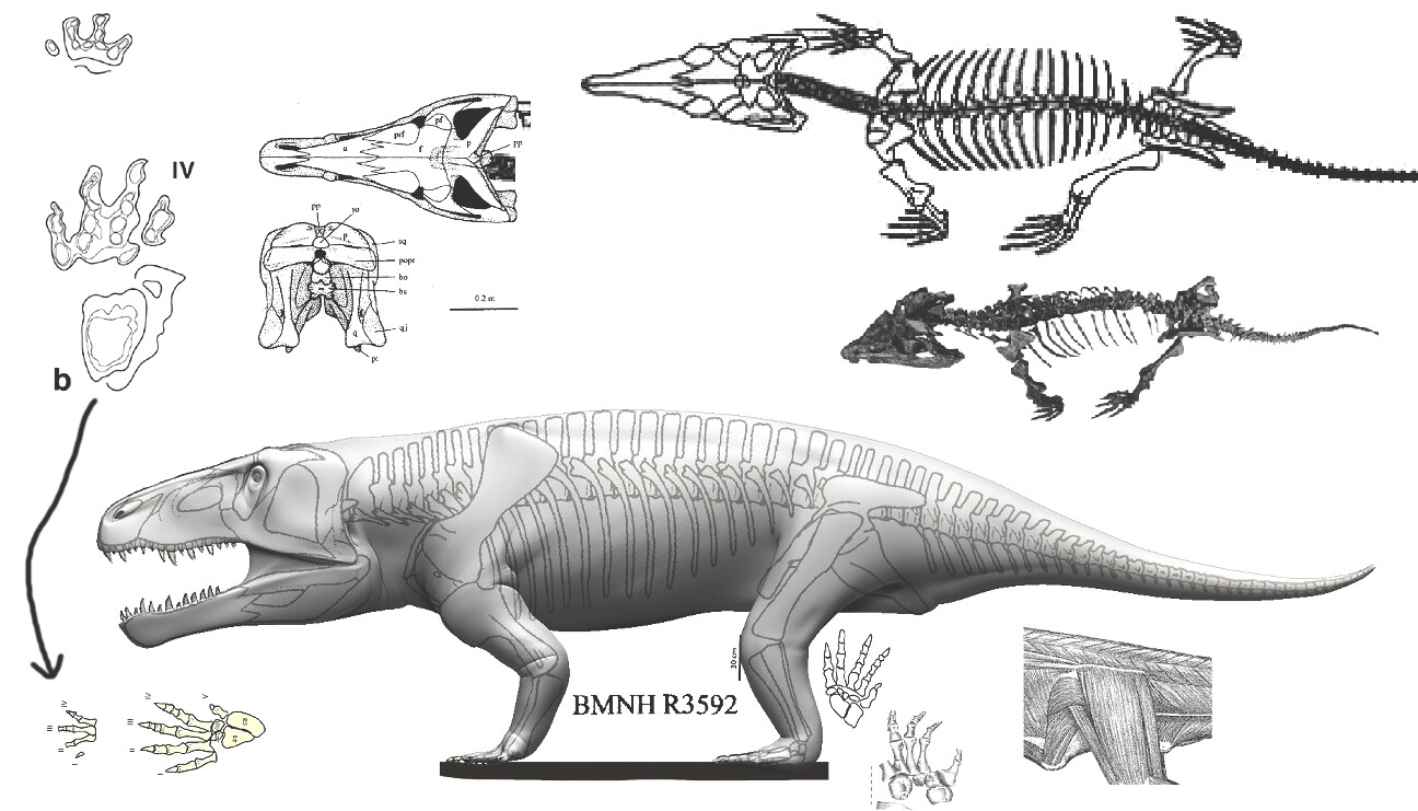 the model in the making and some visual references (Erythrosuchus and Garjainia)