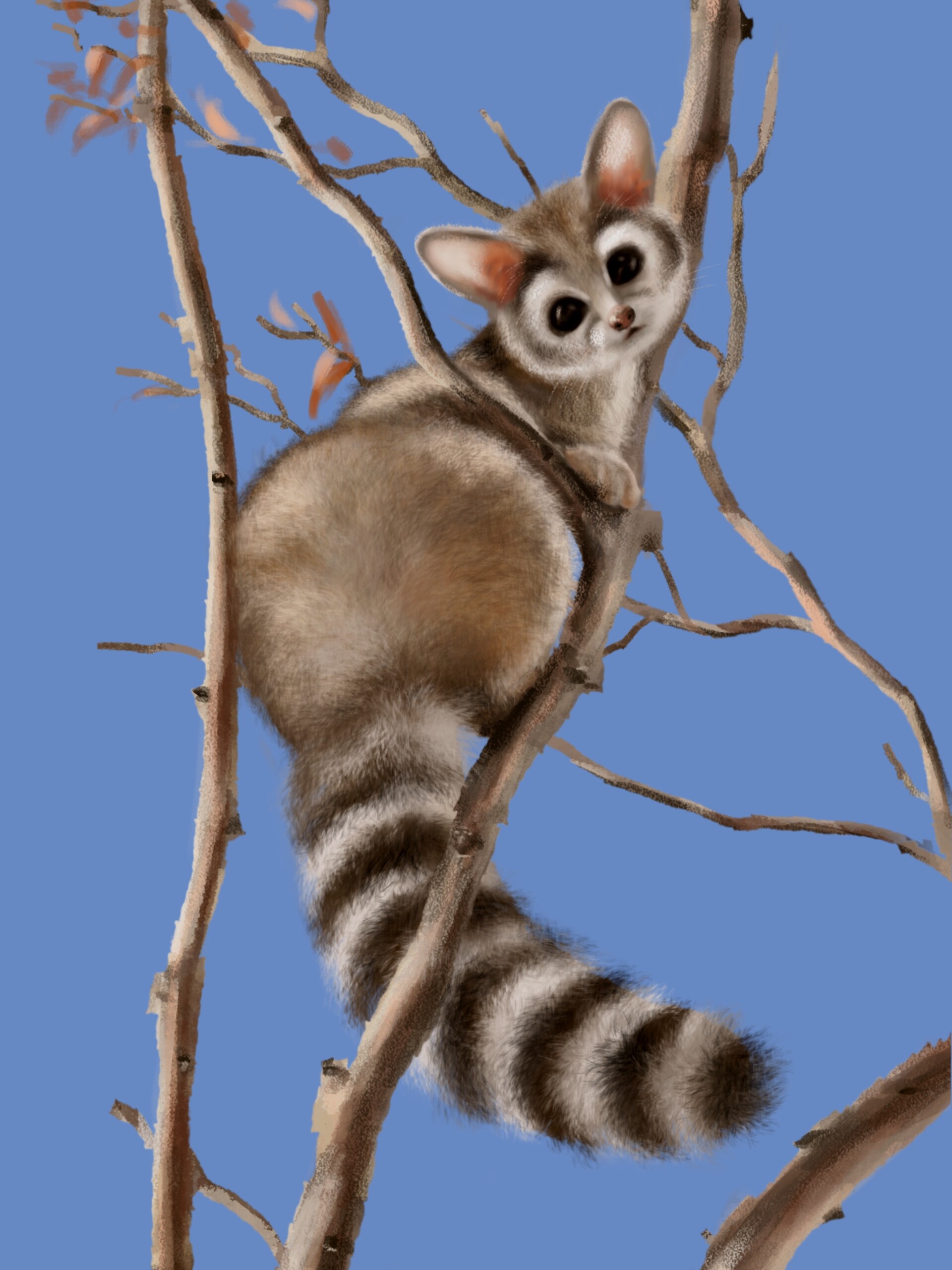 ArtStation Ringtailed cat