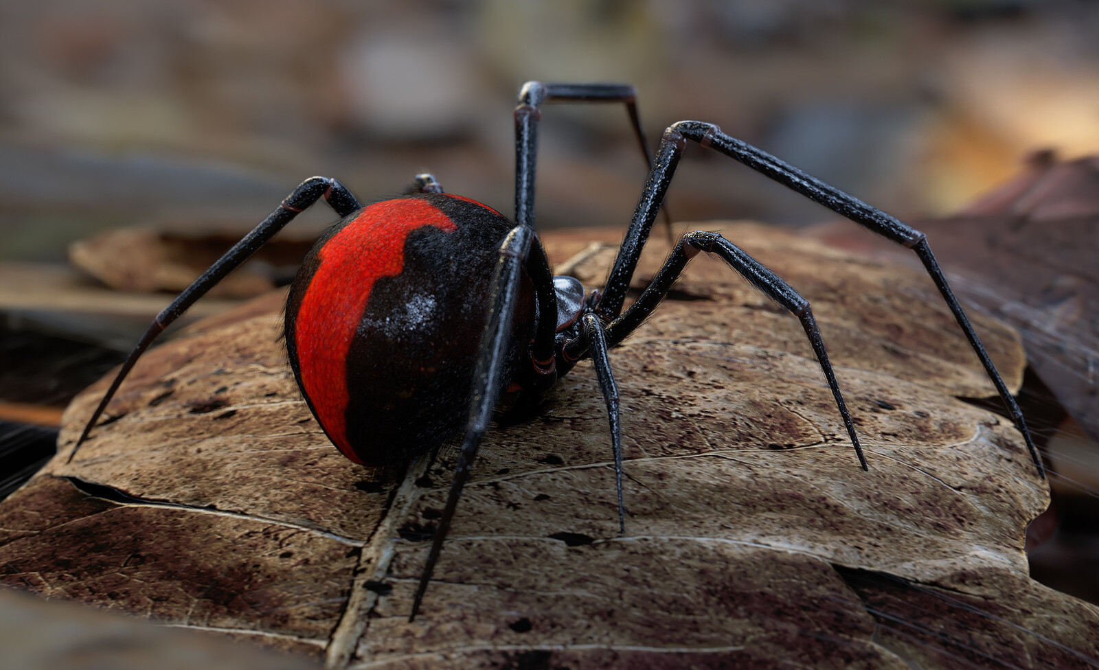 The actual reference. The Black Widow Spider.
