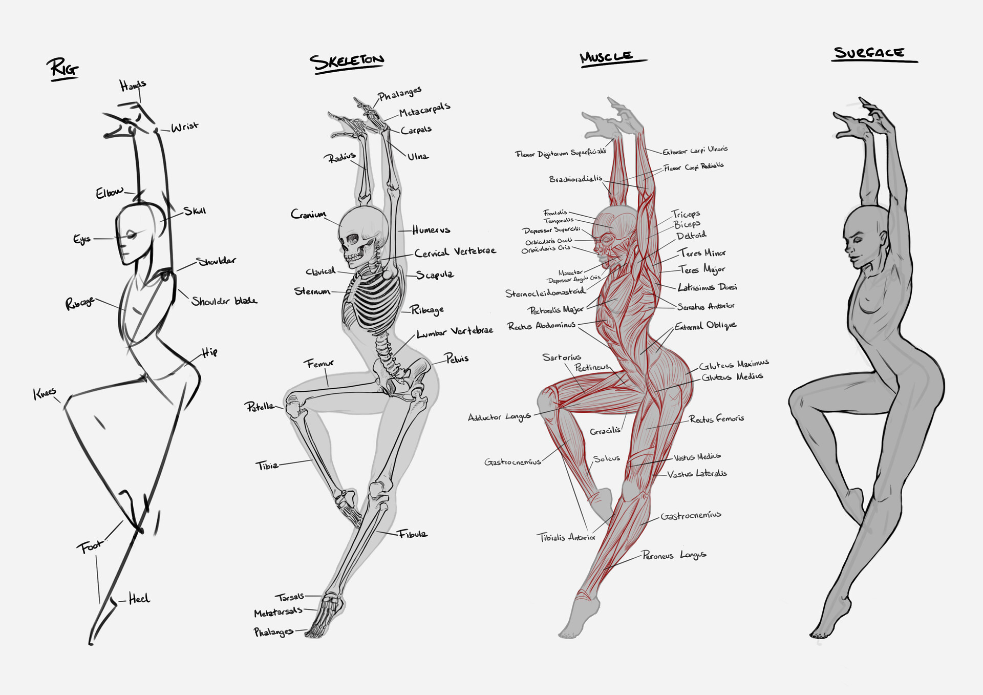 ArtStation Anatomy Study Humans