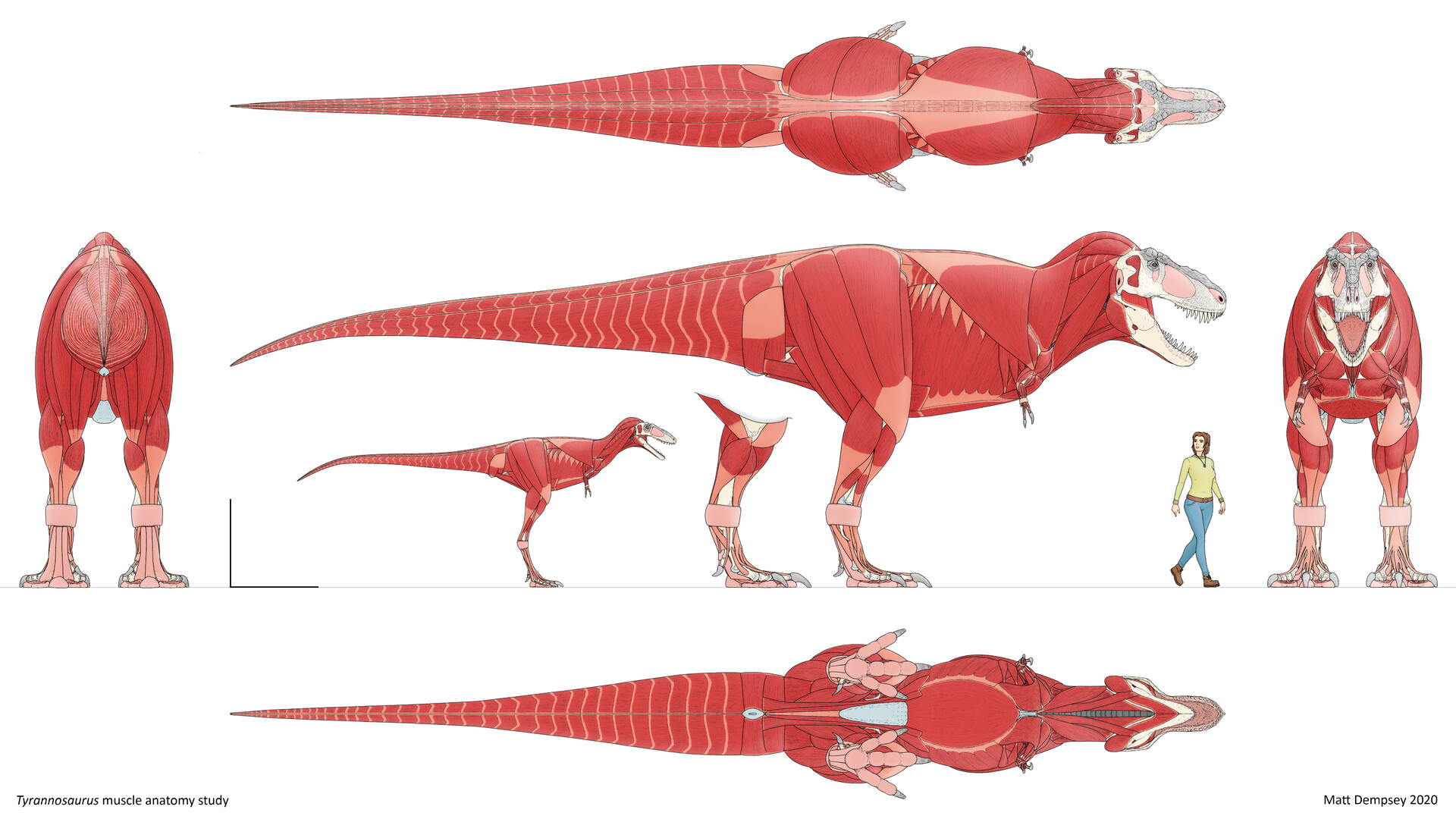 t rex anatomy