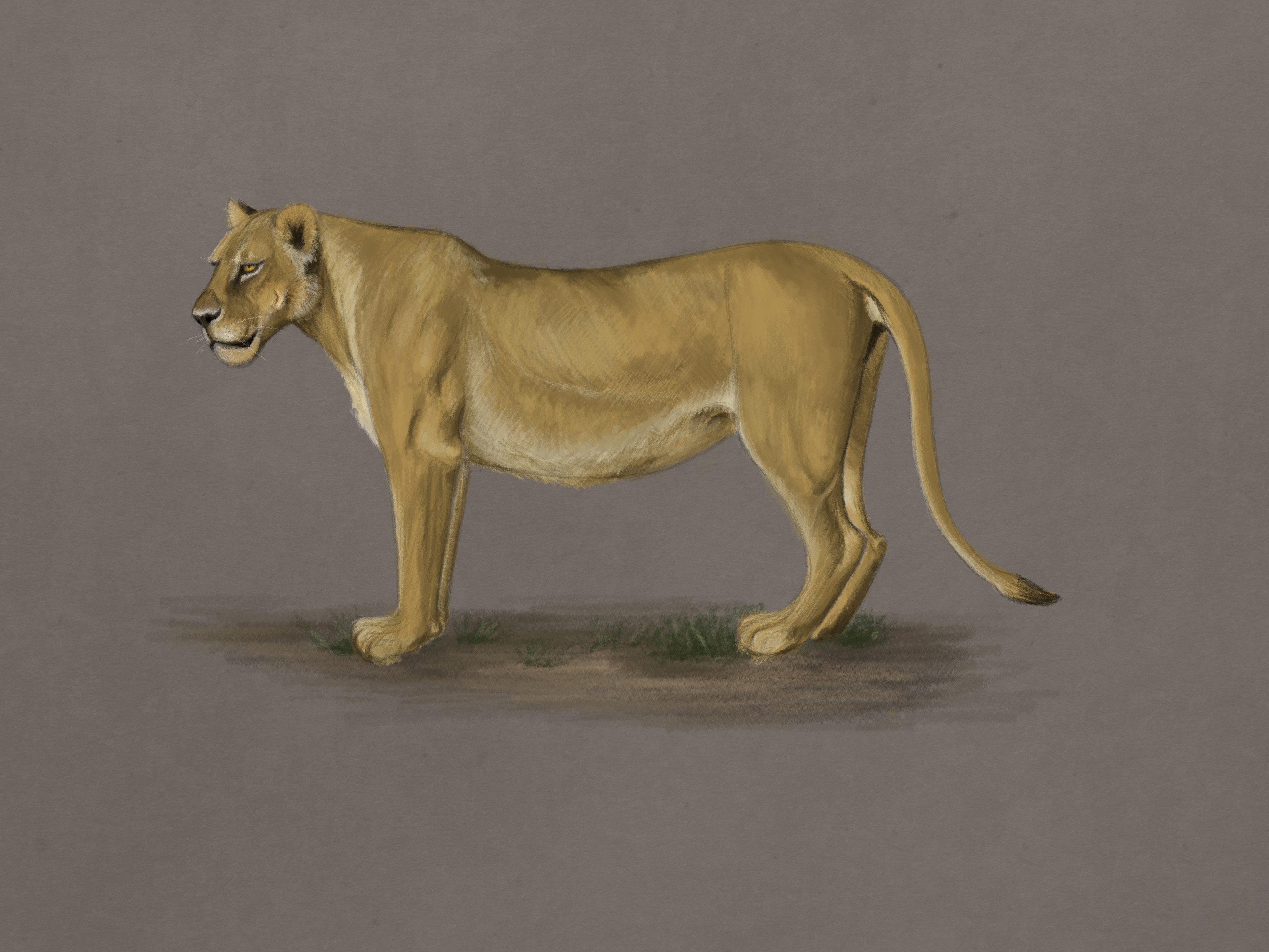 Artstation Lioness Anatomy Study Cristina Adam