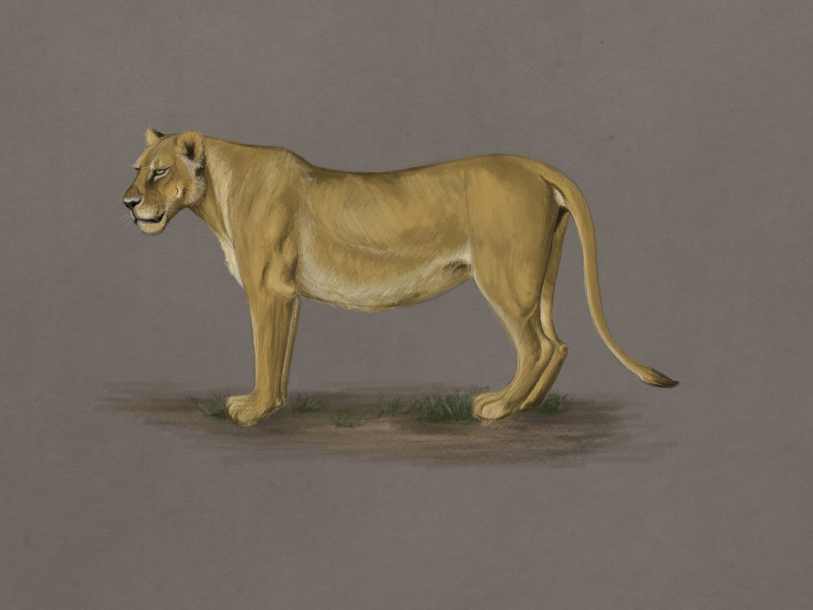 Artstation Lioness Anatomy Study Cristina Adam