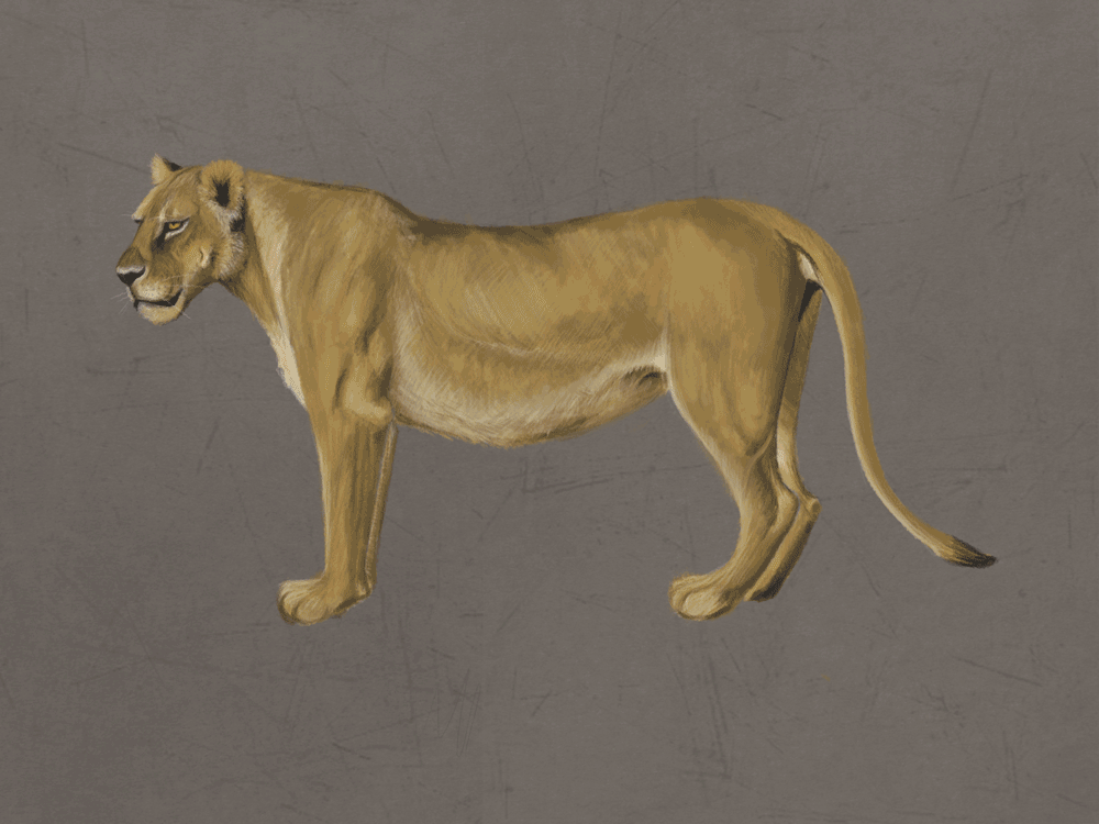 Artstation Lioness Anatomy Study Cristina Adam