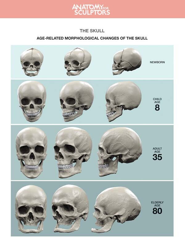 Age changes of the skull