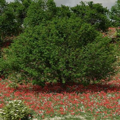 Anindya jana maple tree new